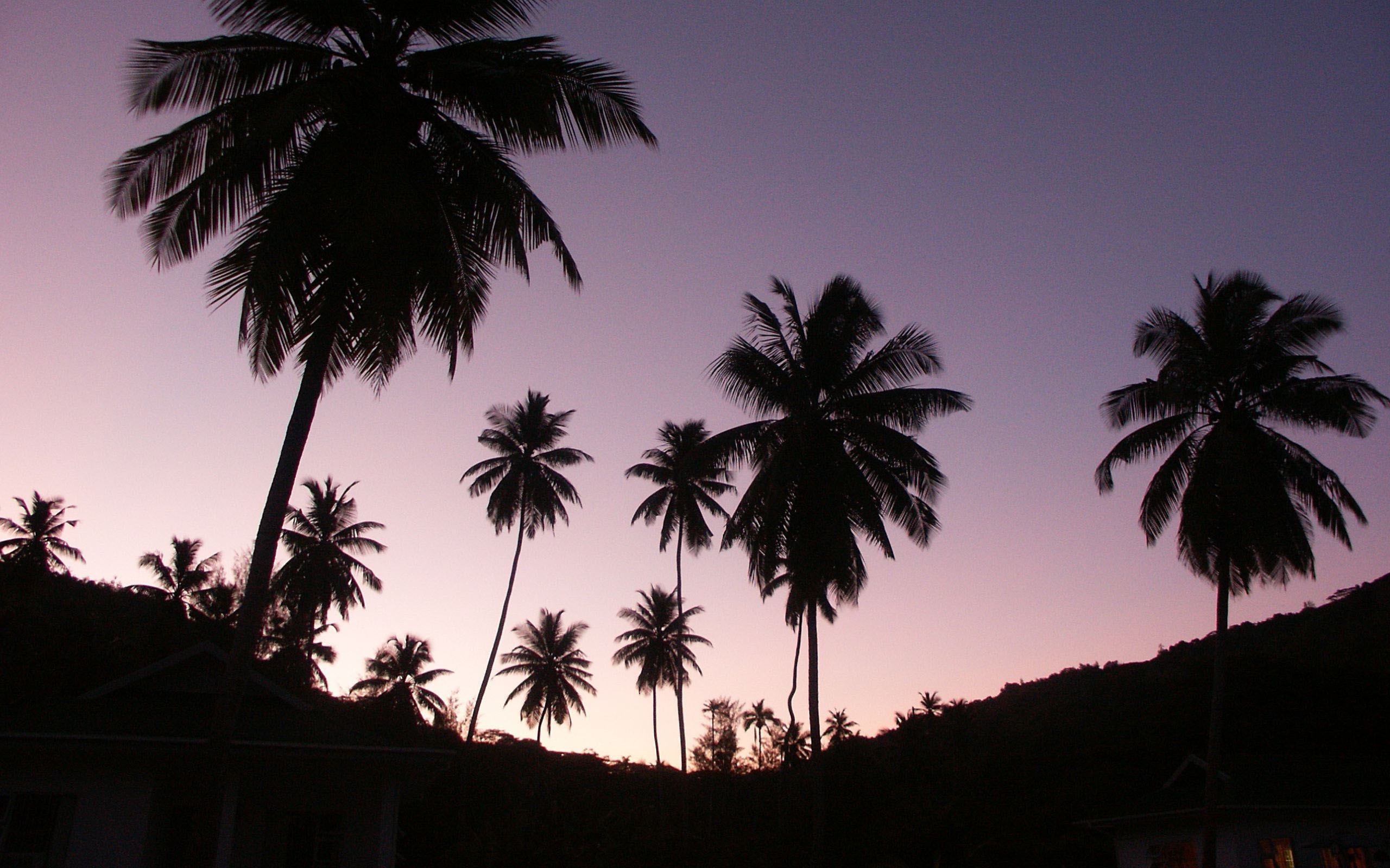 Palme, Silhouette, Tramonto, Rosa, 16:10 2K, sfondo widescreen