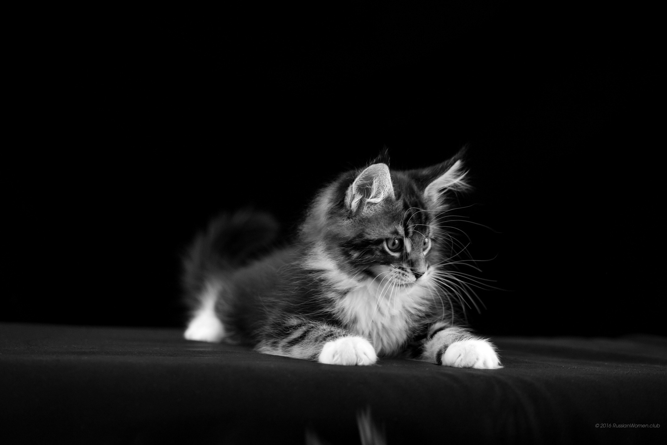 Gattino, Gatto, Bianco e nero, Sfondo nero, wallpaper per tablet