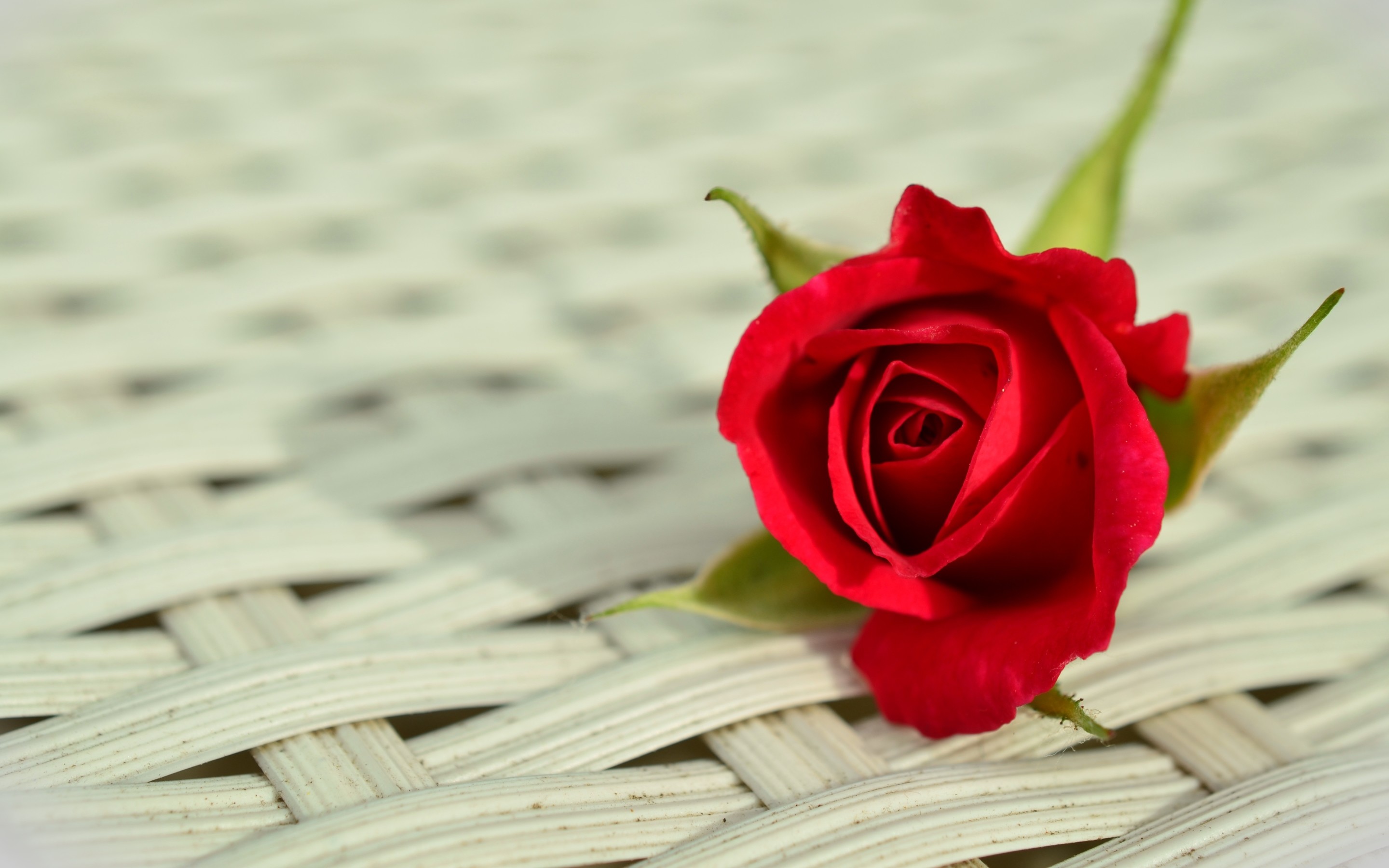 Rosa rossa, Vimini, Fiore, Primo piano, 2K, sfondo per PC