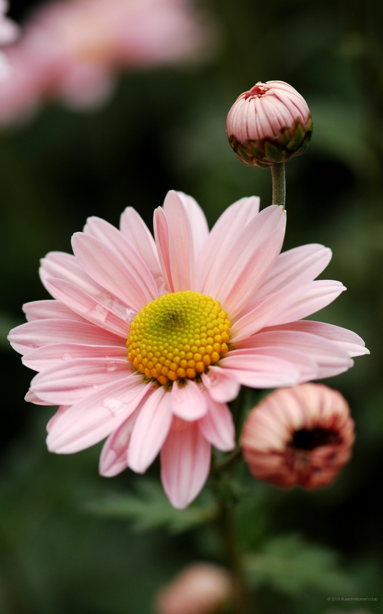 Fiore rosa, Margherita, Boccioli, Primo piano, QHD+, sfondo verticale per cellulare