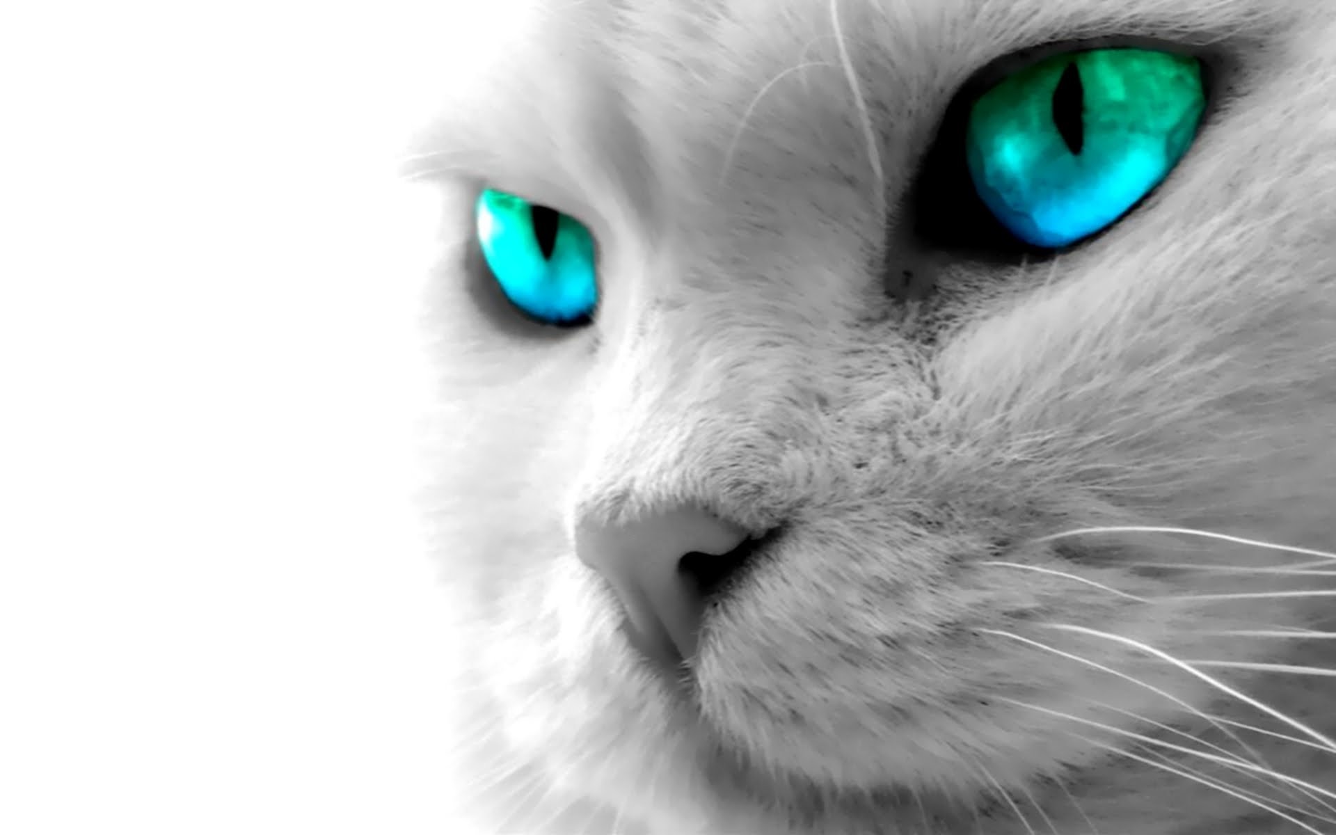 Gatto bianco, Occhi azzurri, Primo piano, Bianco e nero, Full HD, sfondo desktop