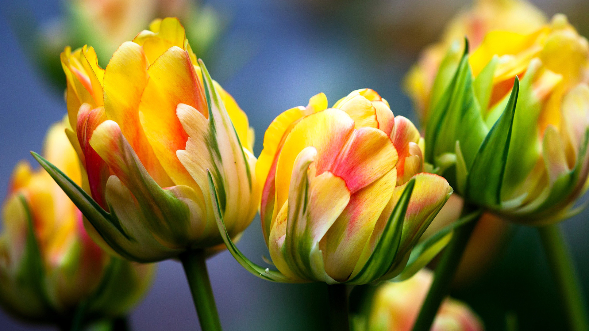 Tulipani, Giallo, Rosa, Primo piano, 1920x1080, sfondo per PC