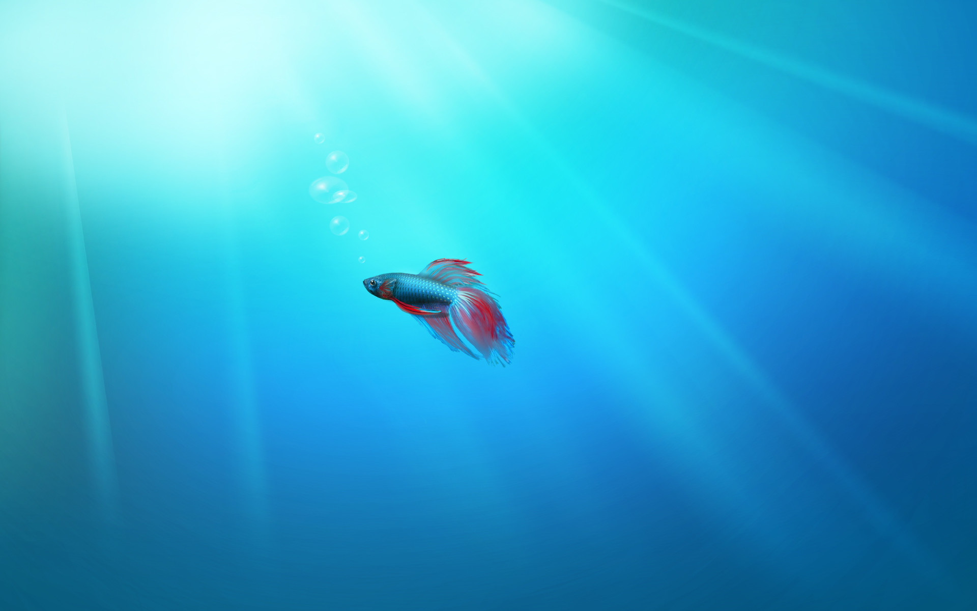 Windows 7, Pesce combattente, Betta, Sott'acqua, Sfondo azzurro, wallpaper 1920x1200