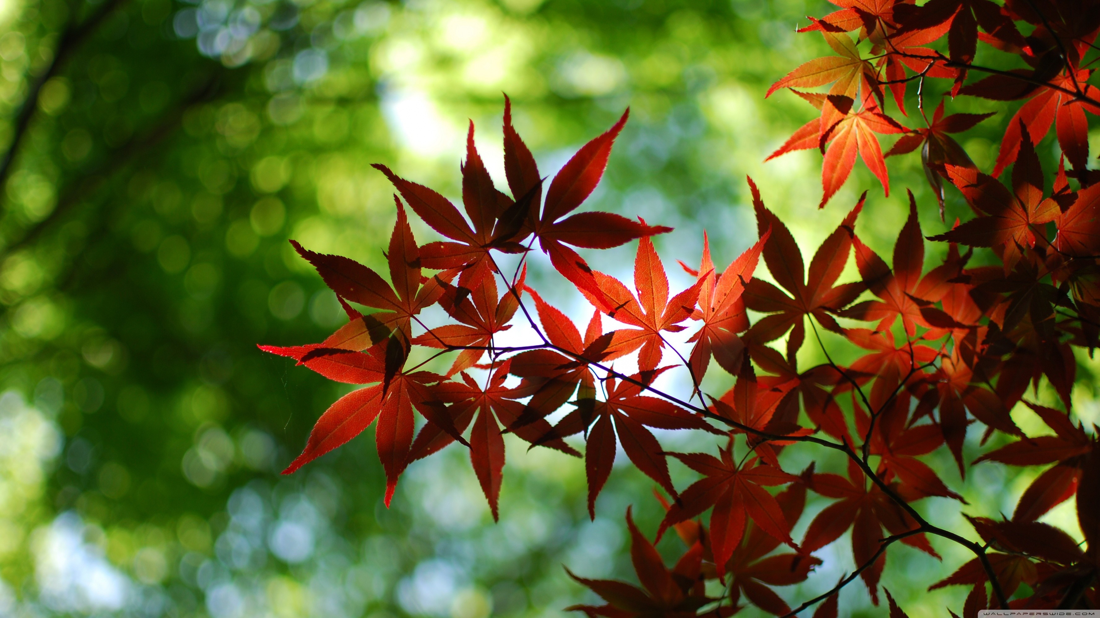 Acero giapponese, Foglie rosse, Bokeh, Autunno, 16:9 2K, sfondo widescreen