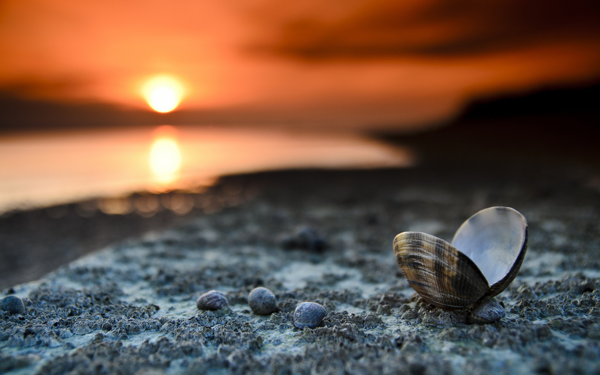 Conchiglia, Spiaggia, Tramonto, Bokeh, Macro, 16:10 Full HD, wallpaper widescreen