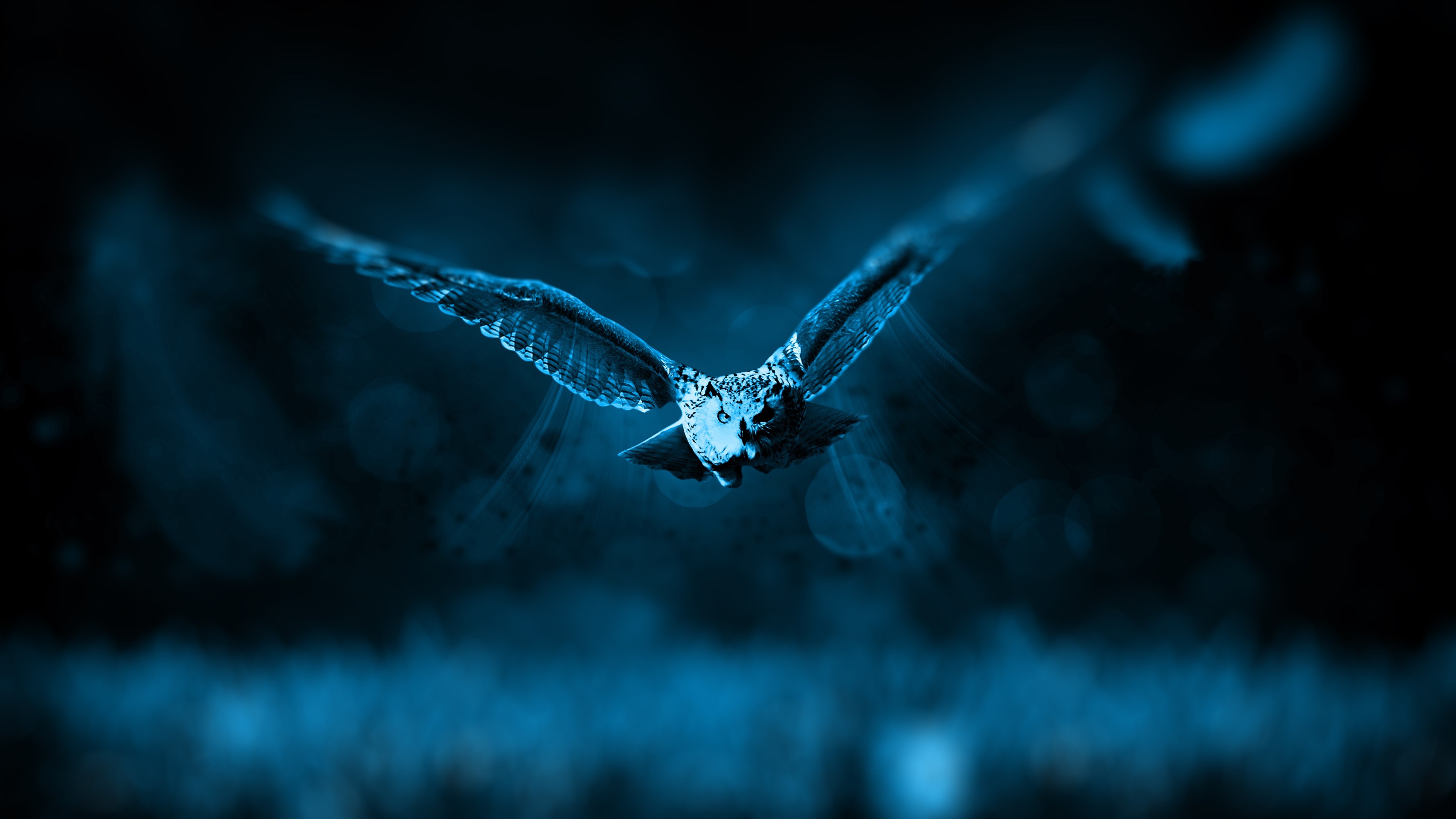 Gufo, Volo, Blu, Notte, 4K, sfondo desktop