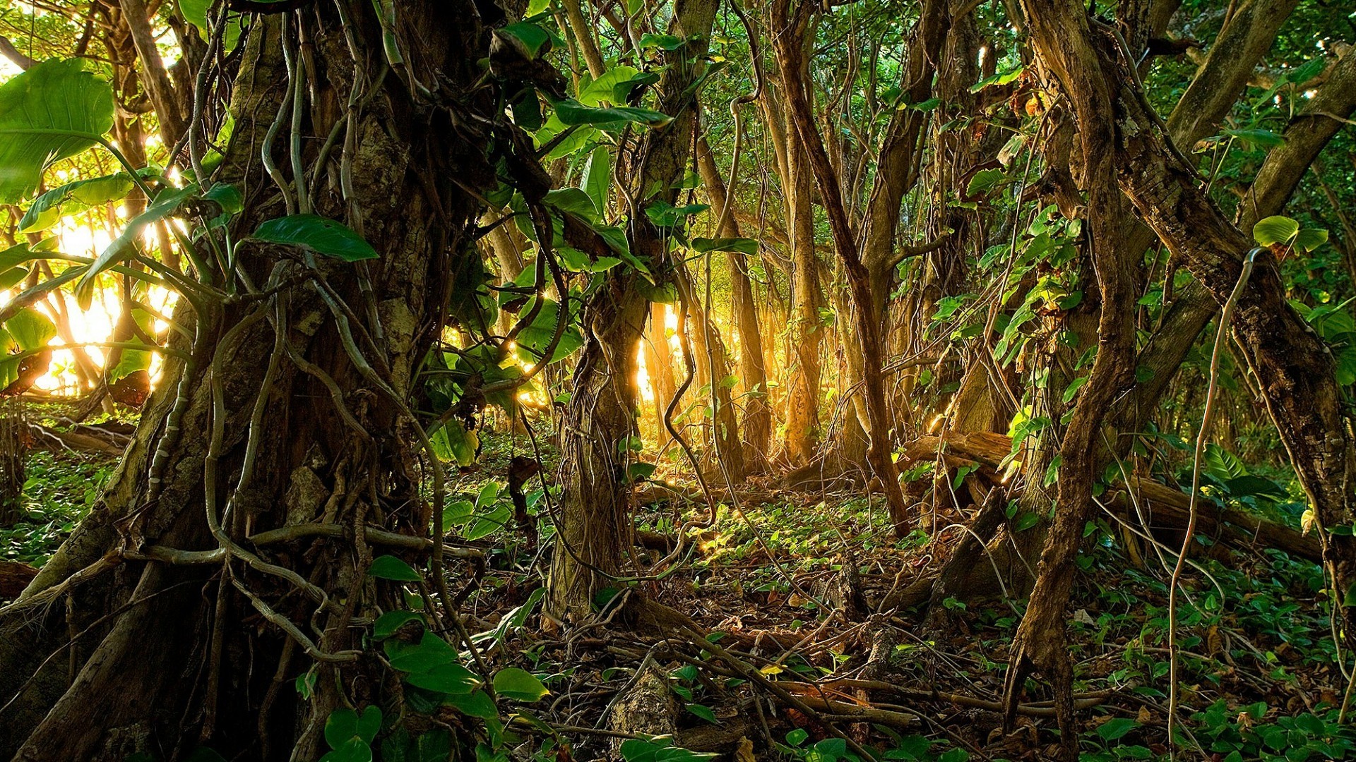 Giungla, Radici, Tramonto, Alberi, 16:9 Full HD, wallpaper widescreen