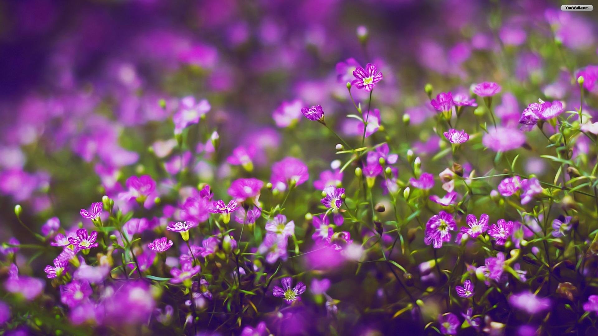Fiori viola, Campo fiorito, Bokeh, Macro, Viola, 1920x1080, sfondo per PC