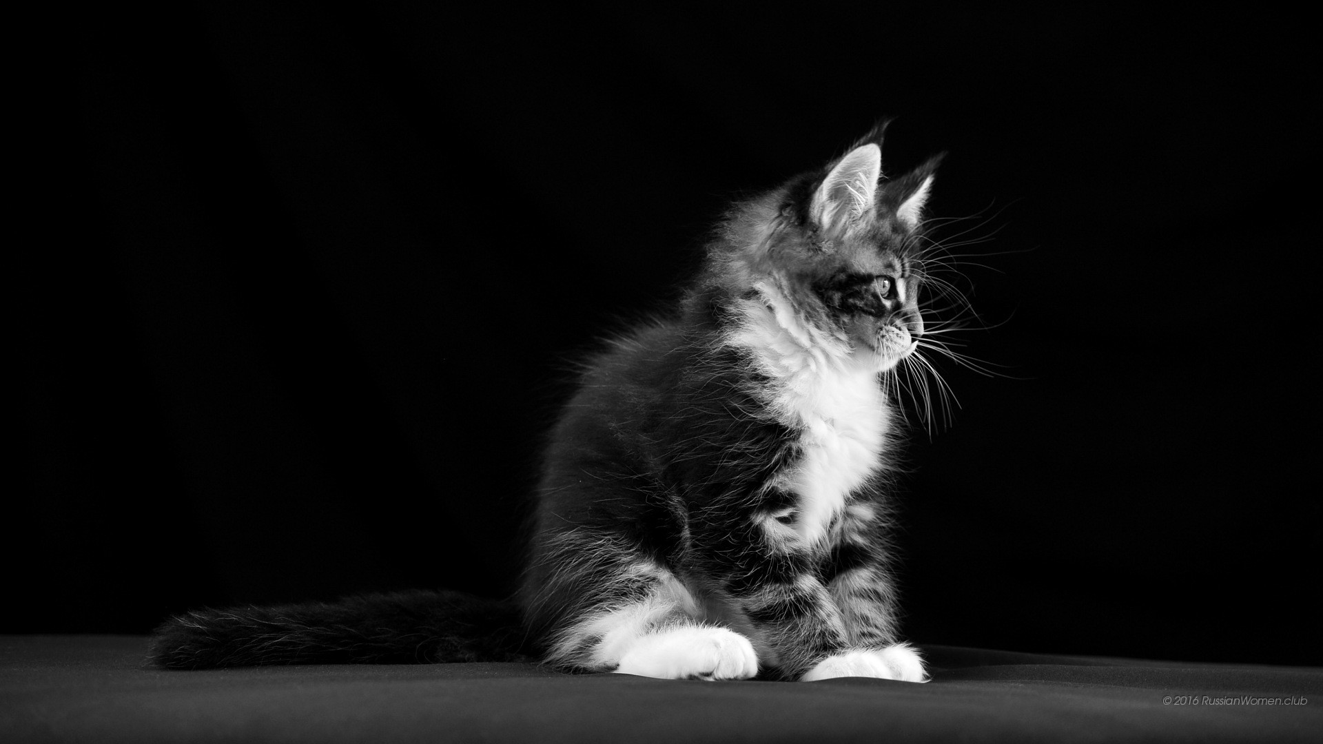 Gattino, Bianco e nero, Sfondo nero, Full HD, wallpaper per computer