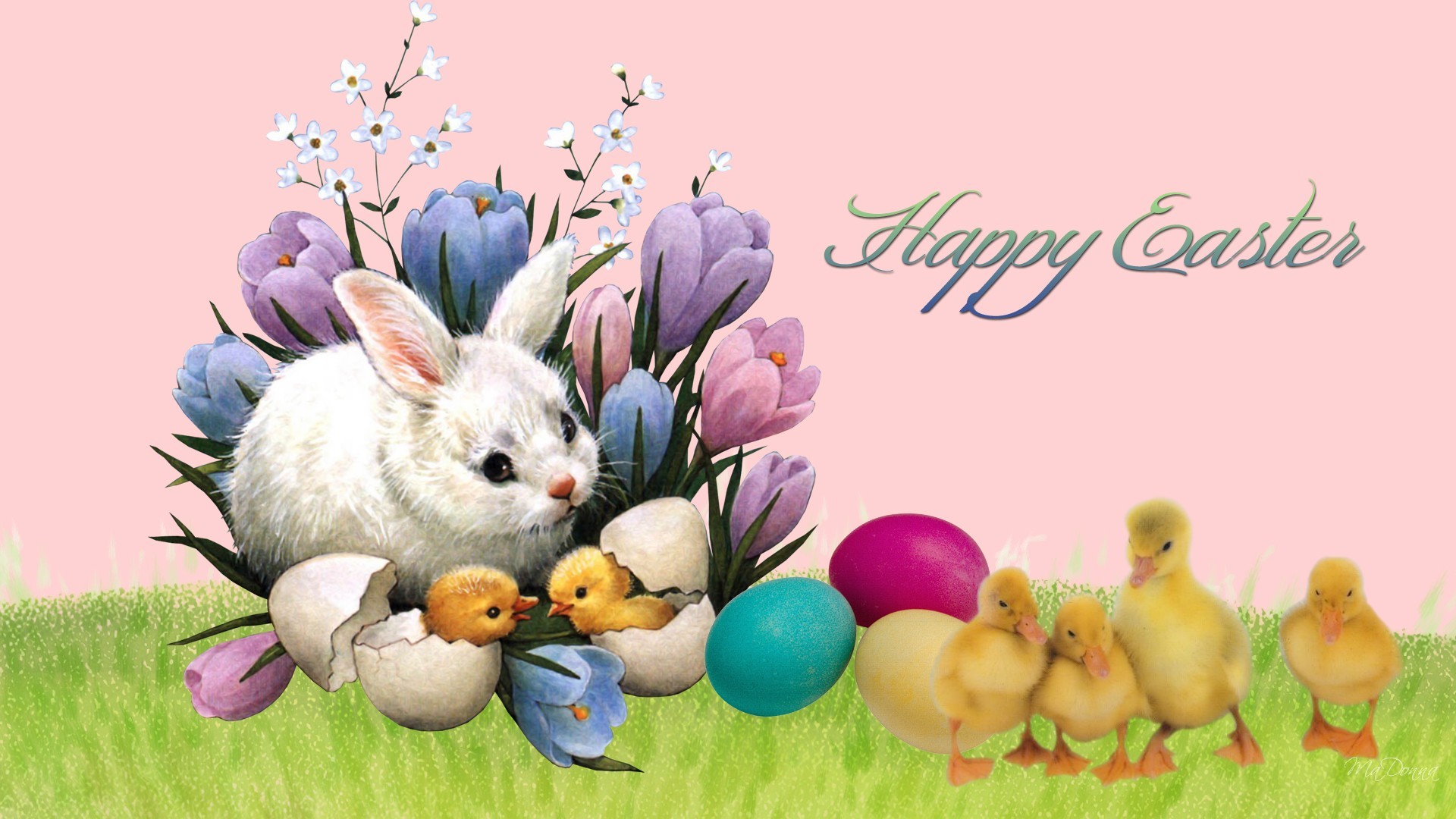 Buona Pasqua, Coniglio bianco, Pulcini, Anatroccoli, Crochi, Illustrazione, sfondo per portatile