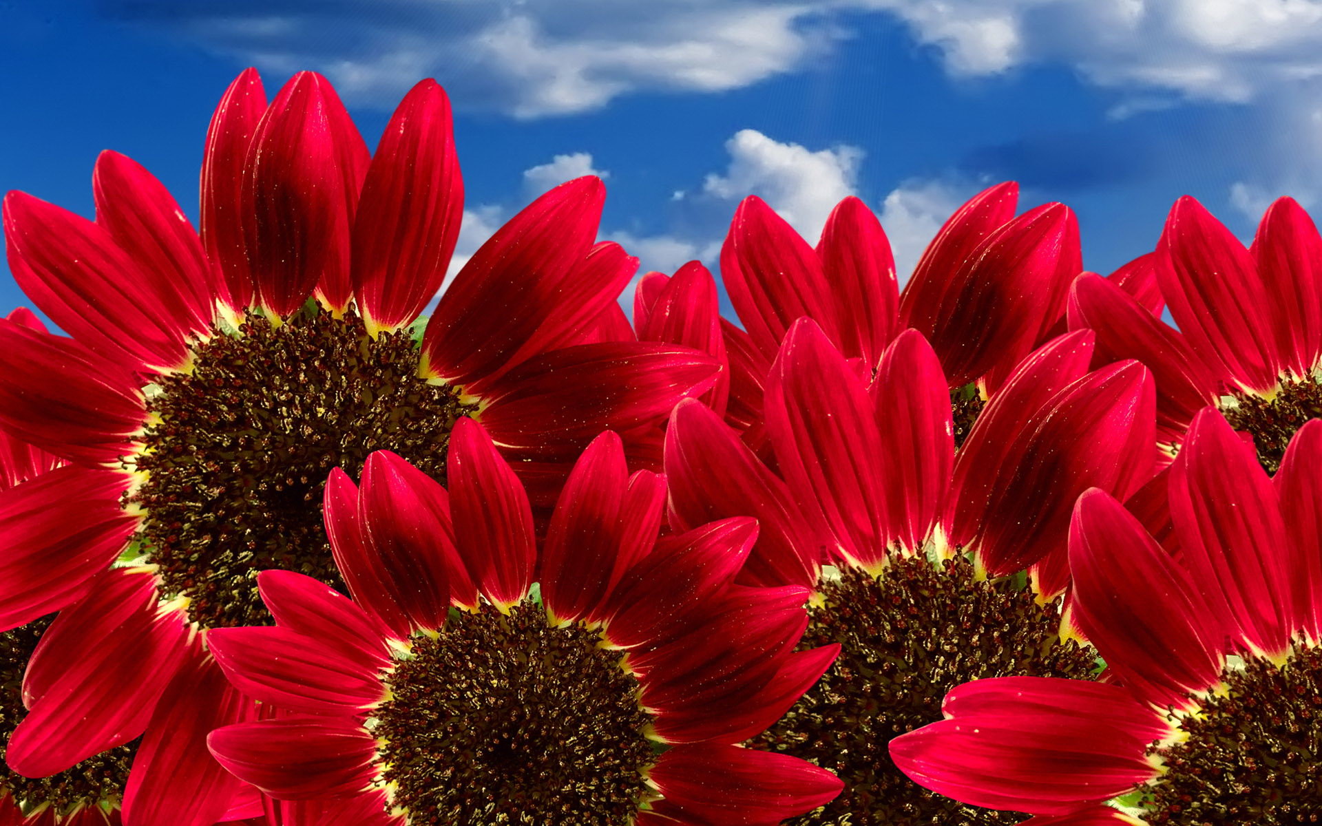 Girasoli rossi, Fiori, Cielo azzurro, Primo piano, Full HD, sfondo per il tuo desktop