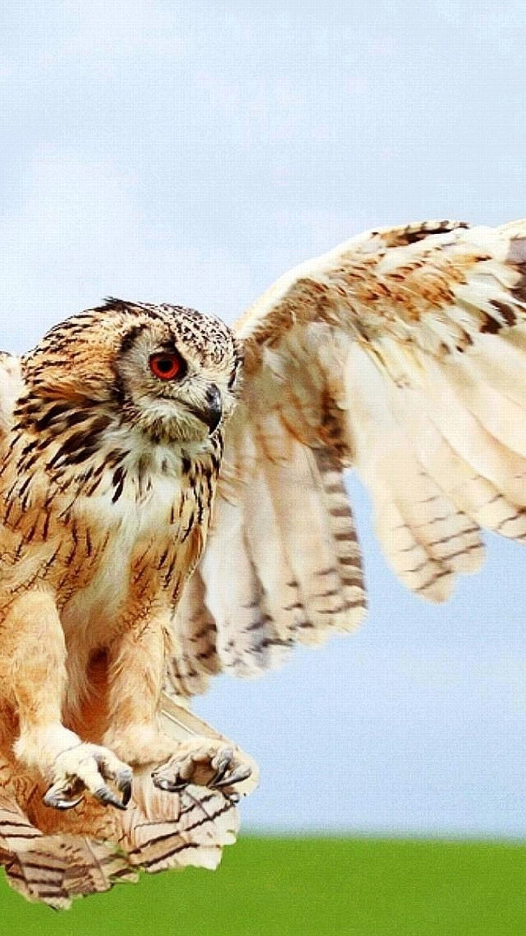 Gufo reale, Ali spiegate, Volo, Rapace, QHD+, schermata di blocco del cellulare