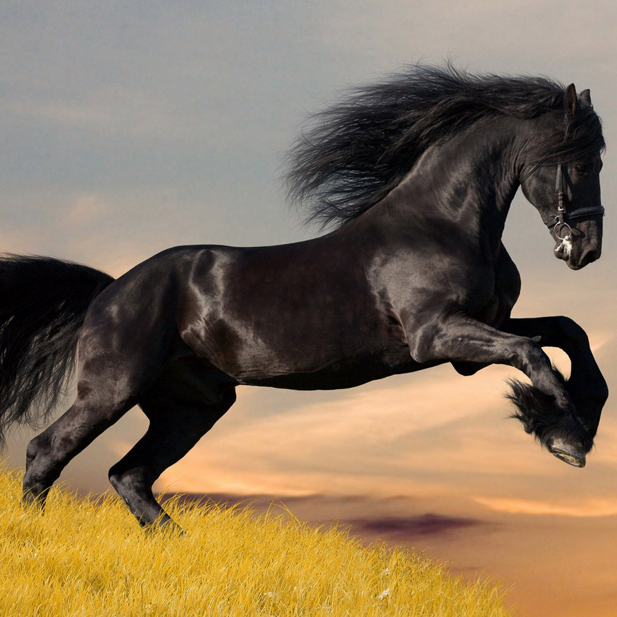 Cavallo nero, Frisone, Salto, Criniera, sfondo per iPad e tablet