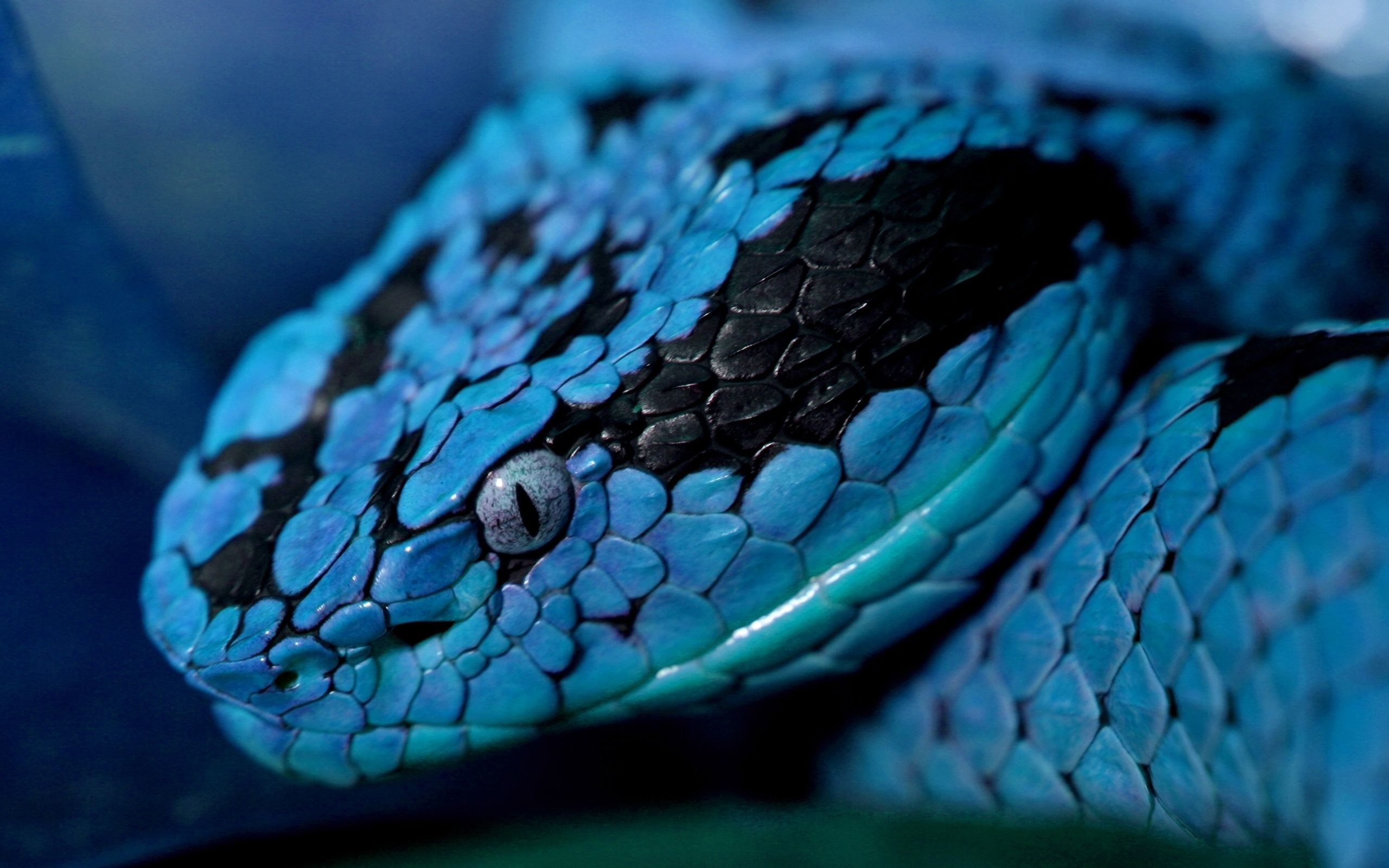 Vipera blu, Serpente, Macro, 2K, sfondo Mac
