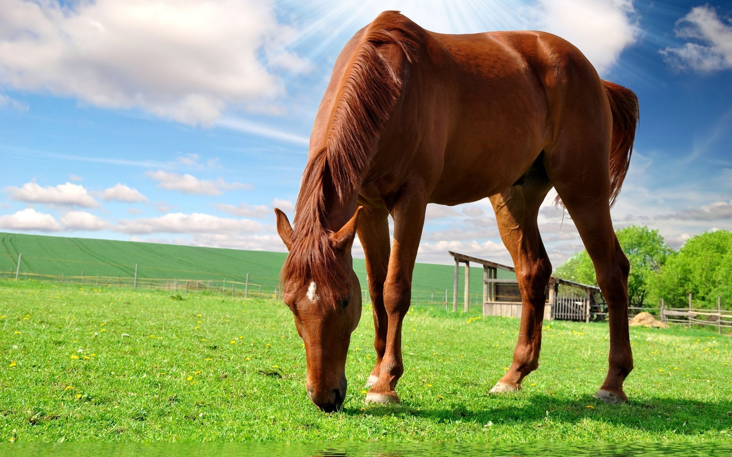 Cavallo sauro, Pascolo, Prato verde, Cielo blu, 16:10 2K, sfondo widescreen