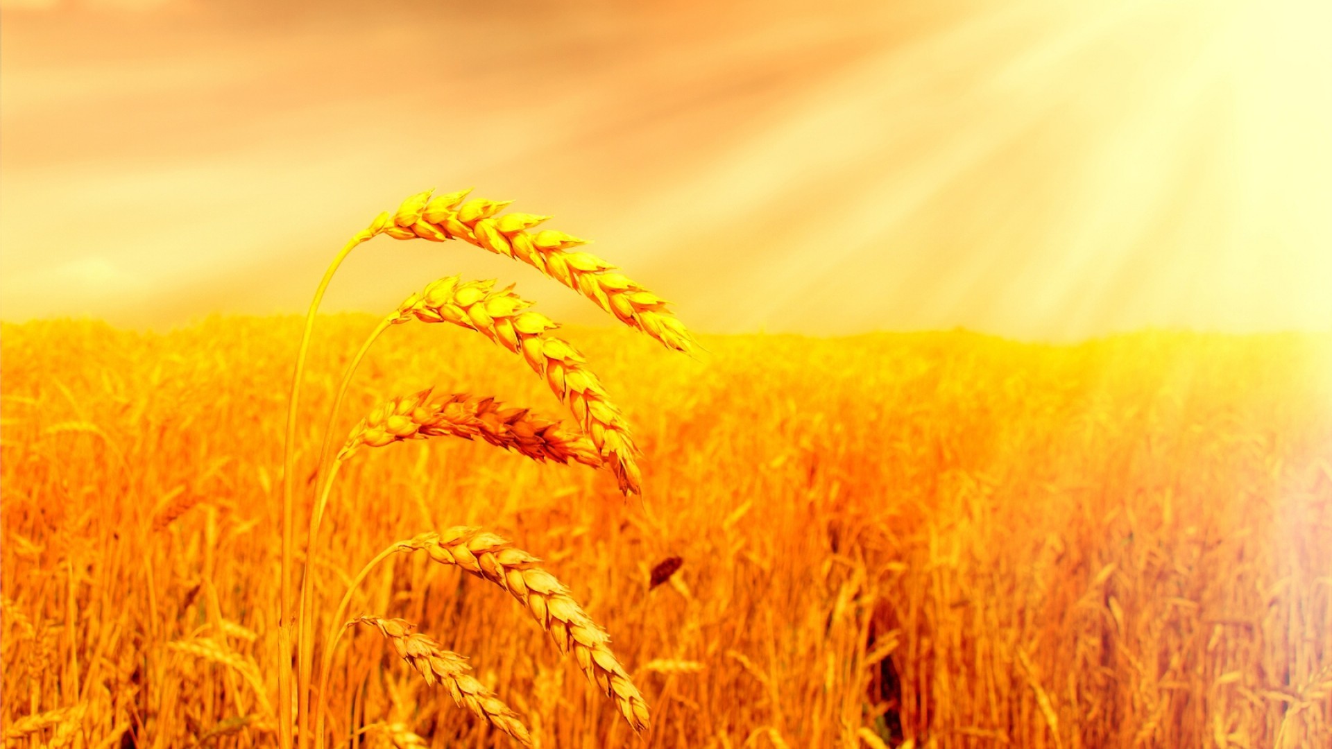 Spighe di grano, Campo di grano, Raggi di sole, Oro, Full HD, sfondo per PC