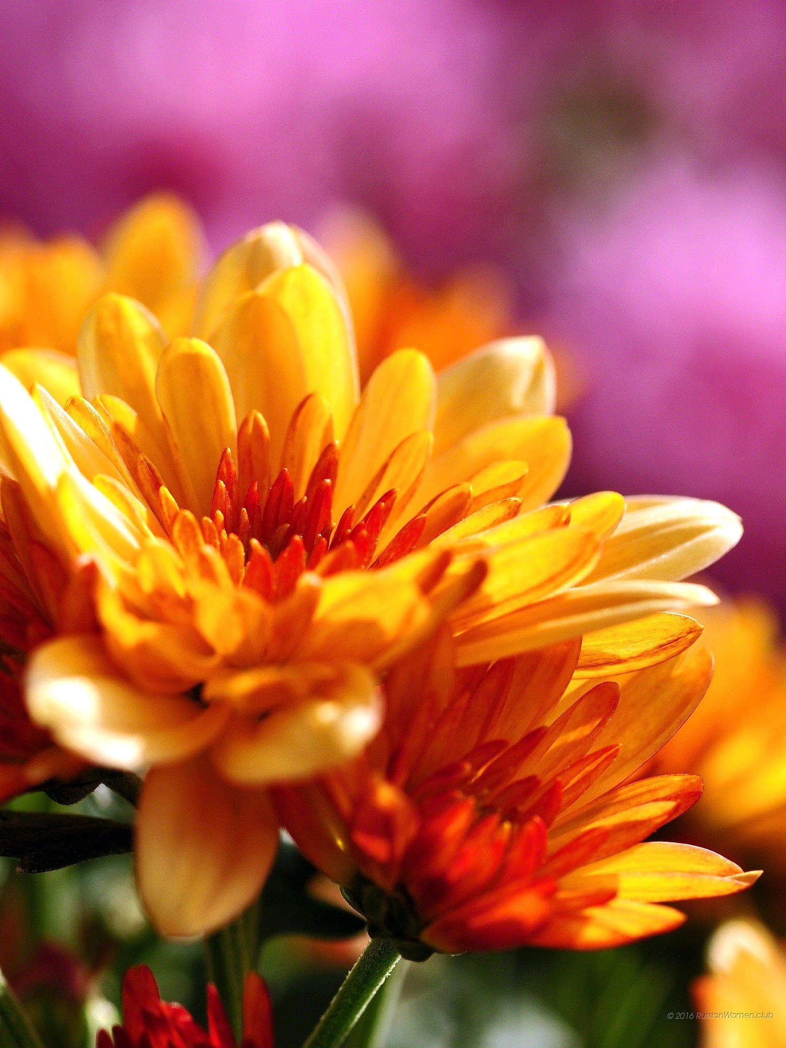 Crisantemi, Fiori arancioni, Macro, QHD+, sfondo per cellulare
