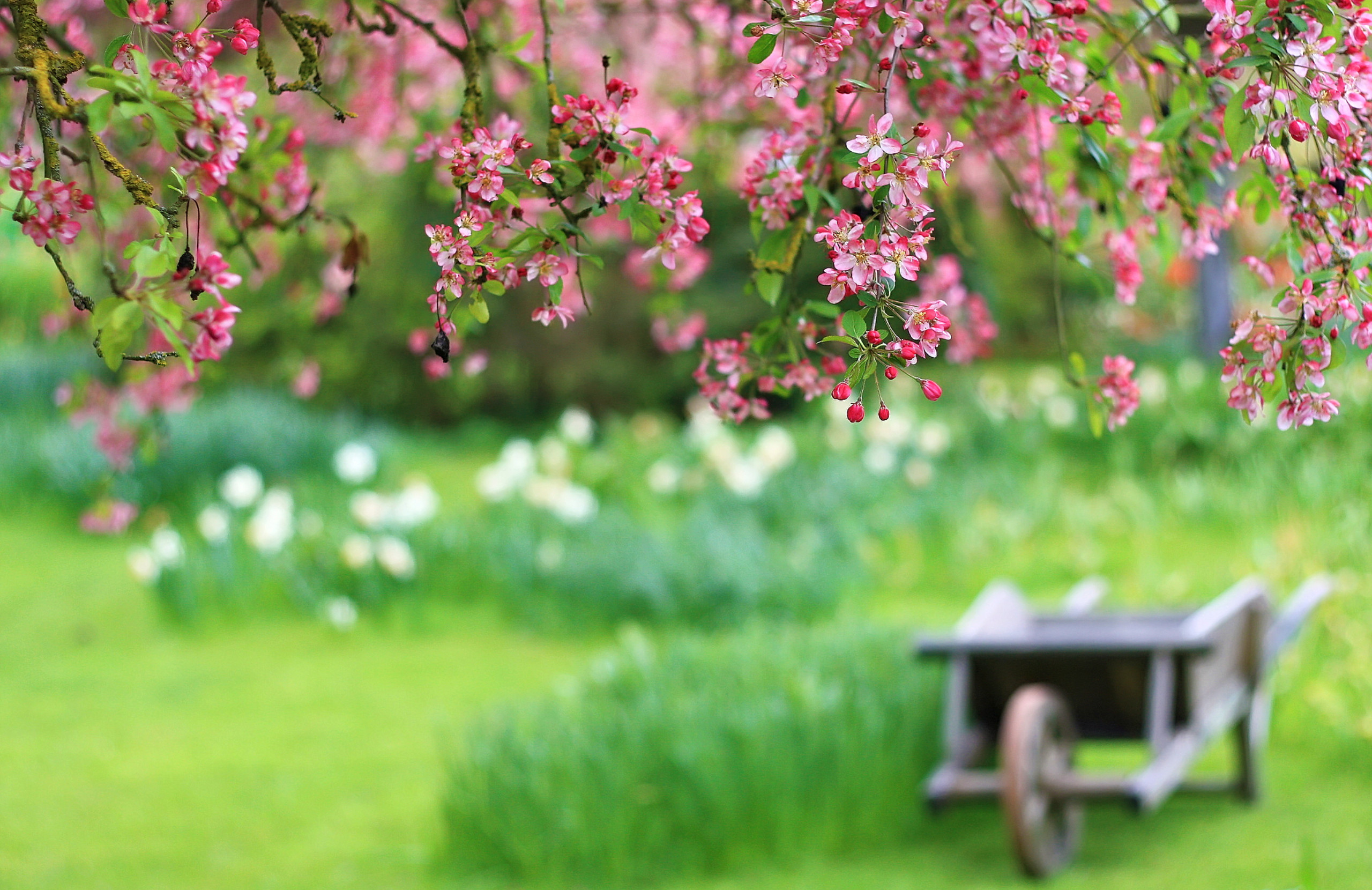 Albero in fiore, Carriola, Giardino, Prato, 2K, sfondo Windows 11
