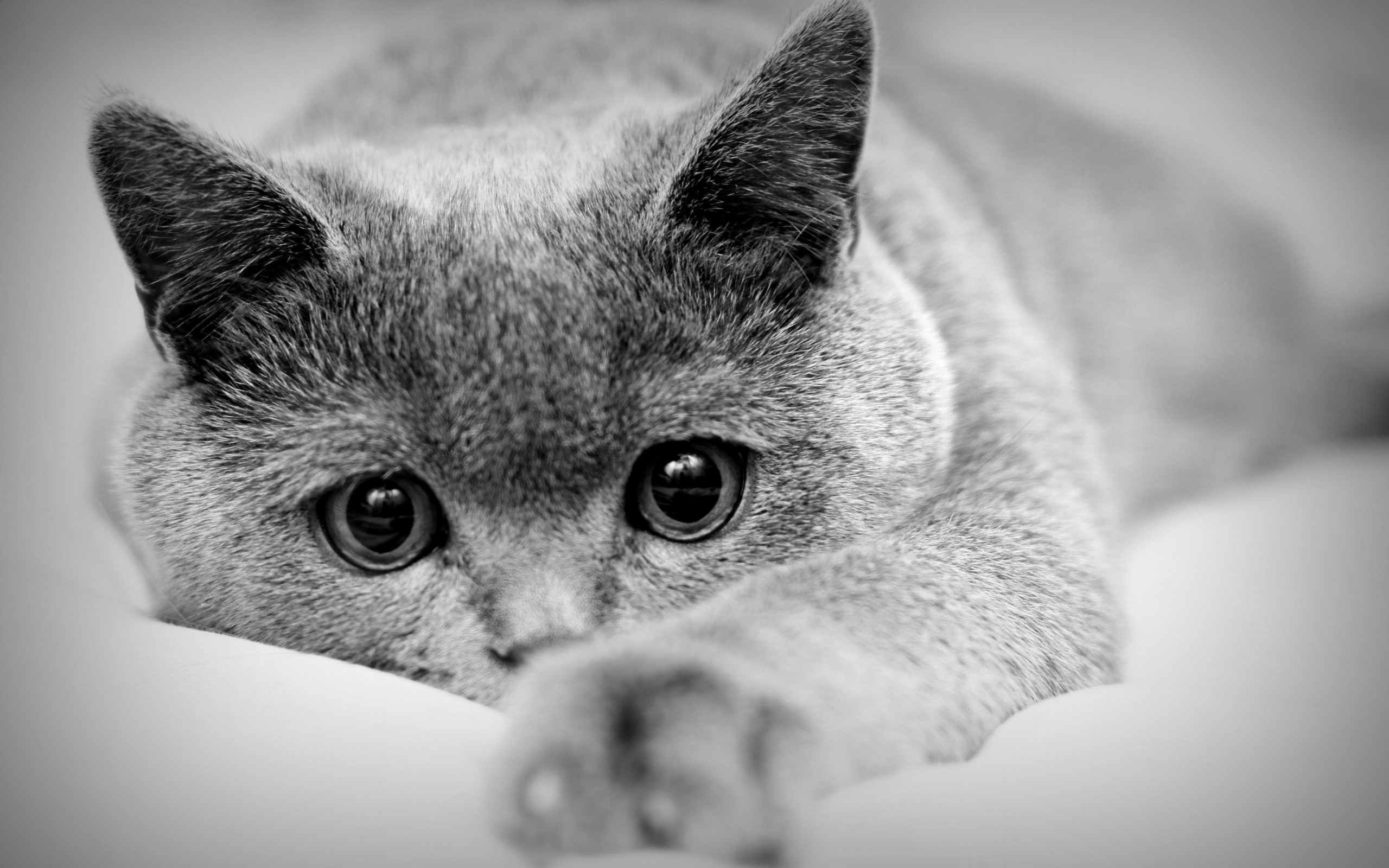 Gatto, Occhi grandi, Sdraiato, Bianco e nero, 2560x1600, immagine di sfondo
