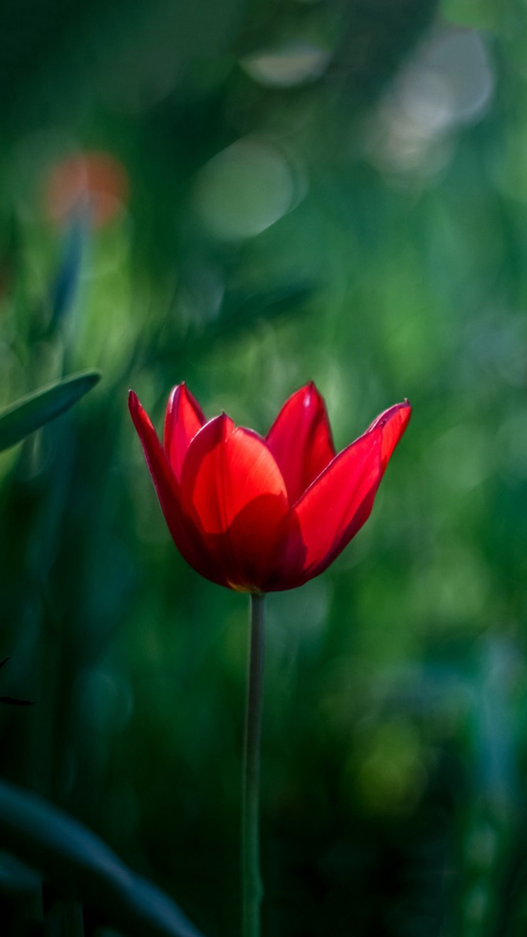 Pretty red flowers Wallpapers for Galaxy S5, schermata Home Samsung