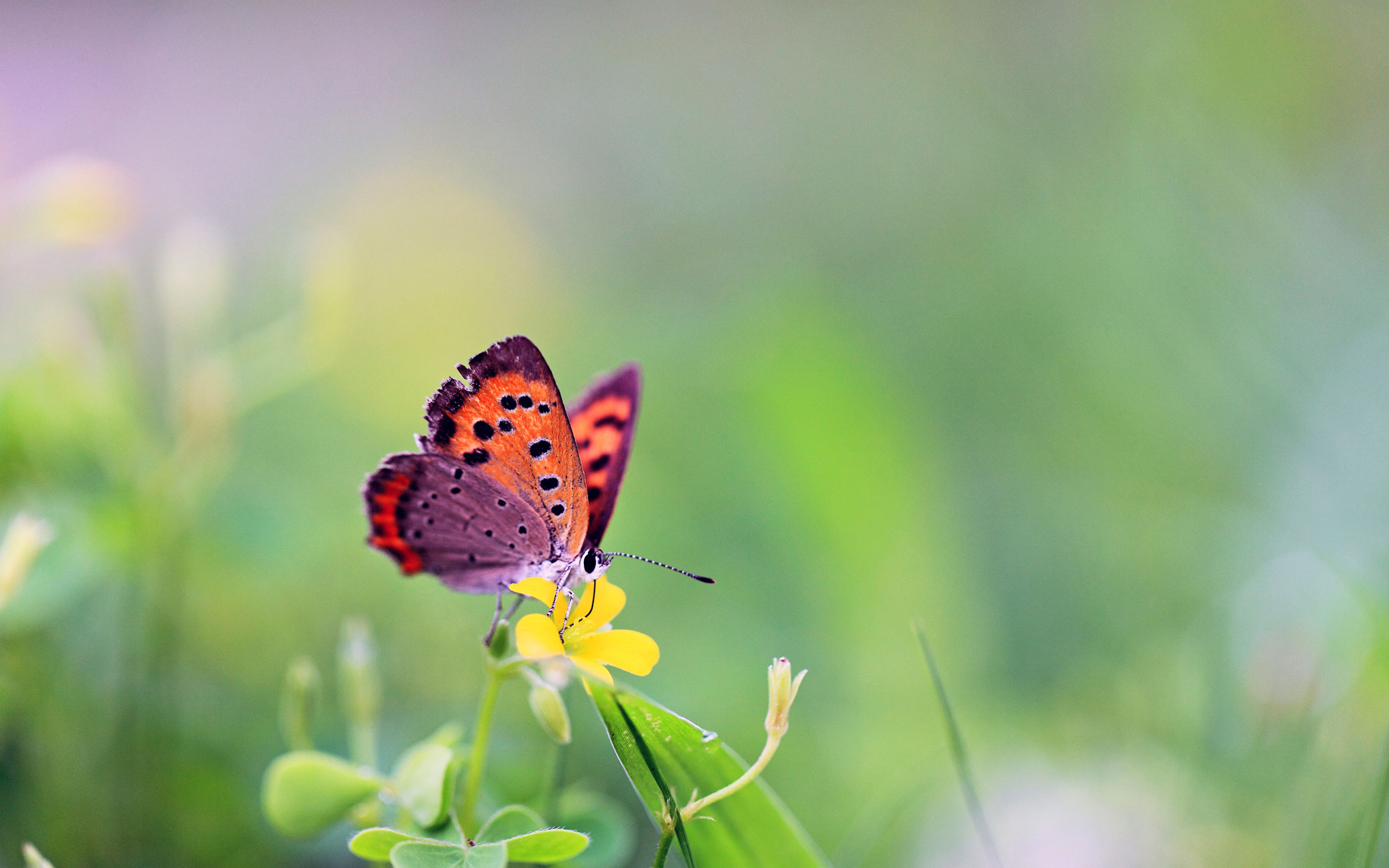 Farfalla, Licena, Fiore giallo, Prato, Macro, Sfocato, 1920x1200, sfondo per PC