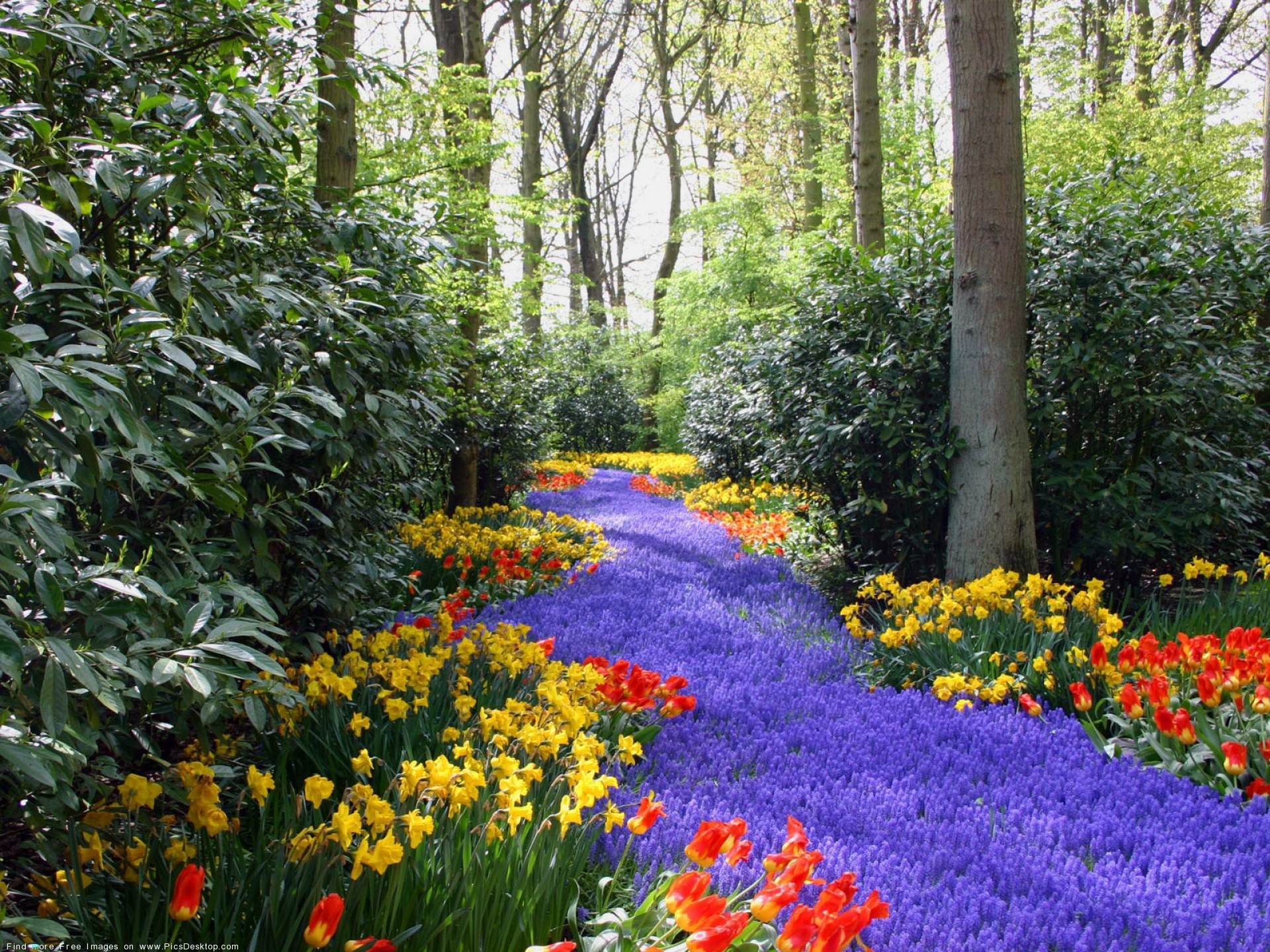 Keukenhof, Giardino fiorito, Muscari, Tulipani, Narcisi, Primavera, schermata Home iPad