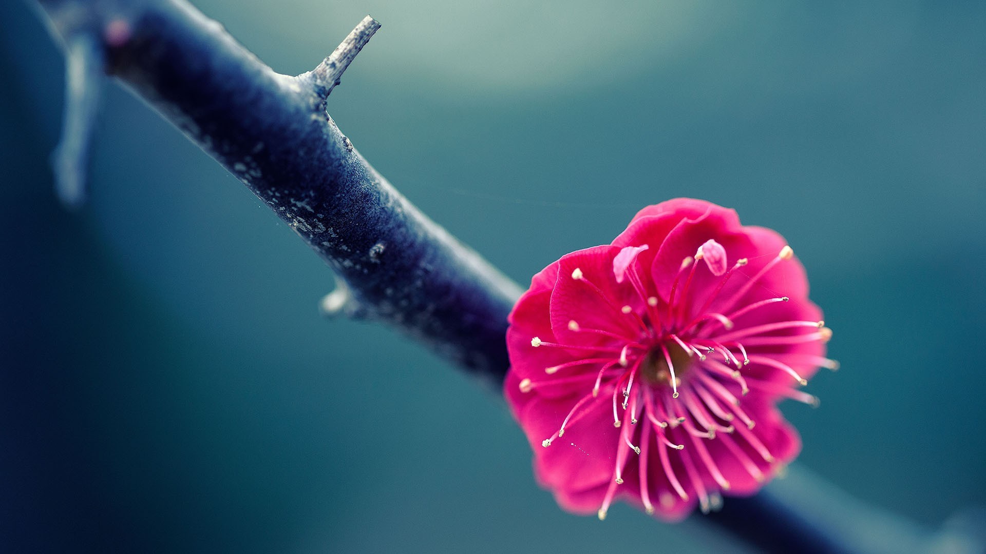 Fiore di pruno, Ramo, Macro, Rosa, Bokeh, 1920x1080, sfondo per PC
