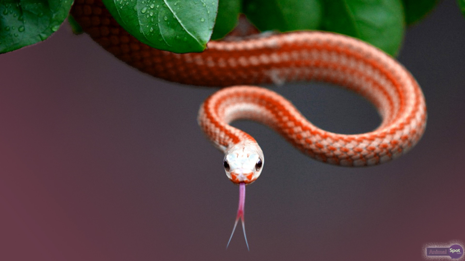 Serpente corallo, Lingua biforcuta, Rosso, Foglie, Full HD, sfondo Windows 11