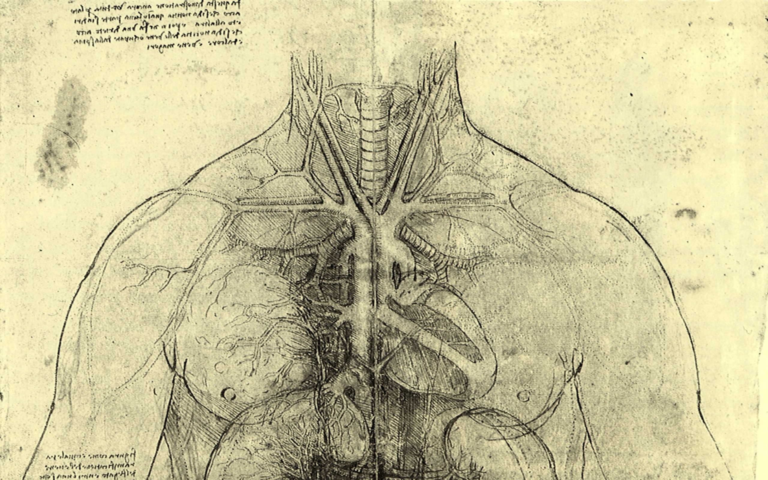 Leonardo da Vinci, Studio anatomico, Disegno, Busto, 2K, sfondo per portatile