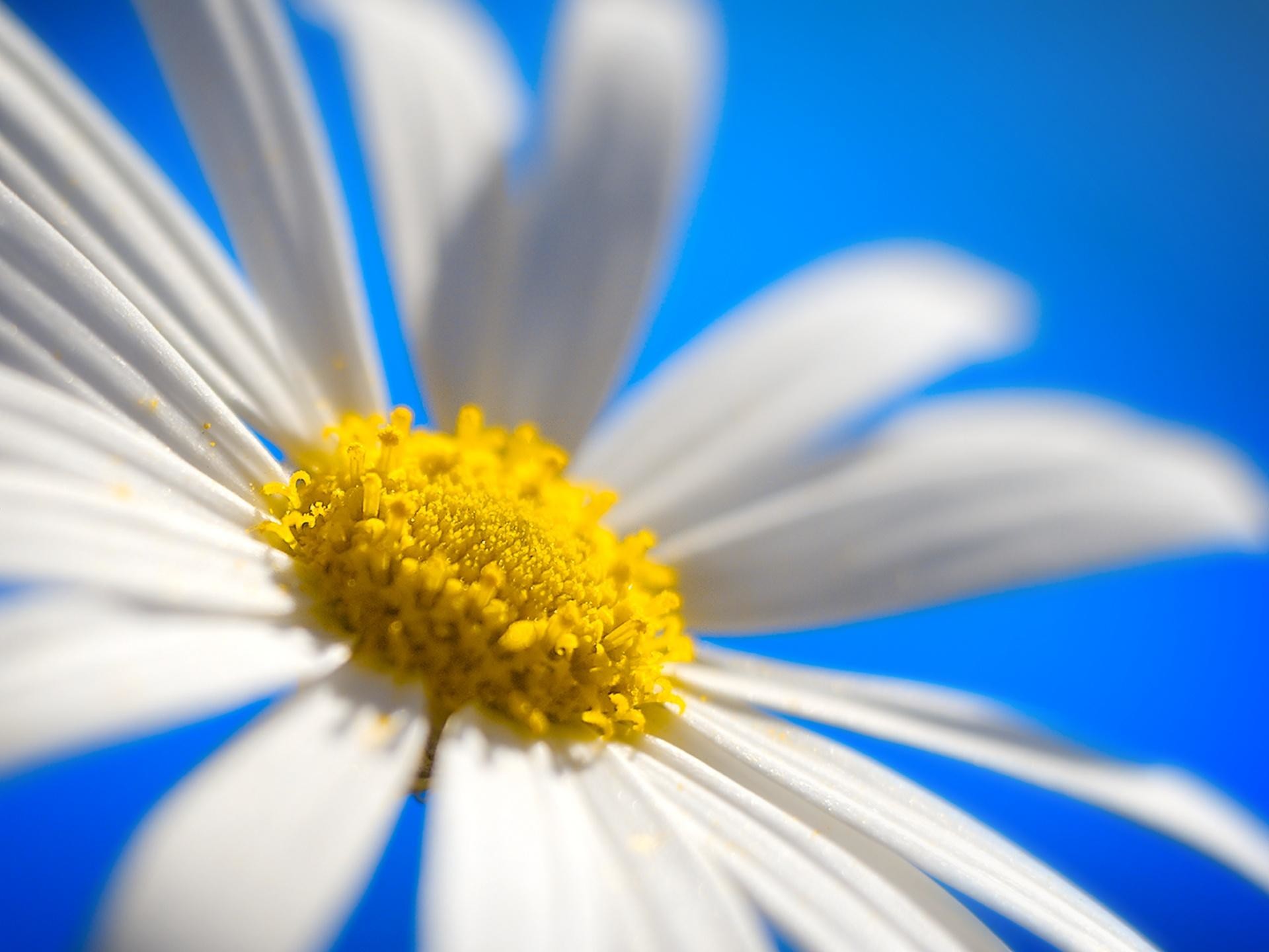 Margherita, Petali bianchi, Cielo azzurro, Macro, sfondo per iPad e tablet