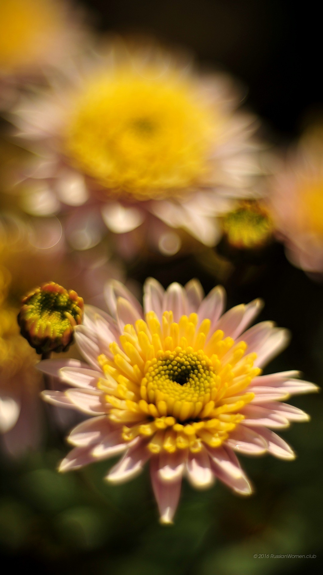 Crisantemi, Fiori gialli, Sfondo scuro, Full HD, schermata di blocco iPhone