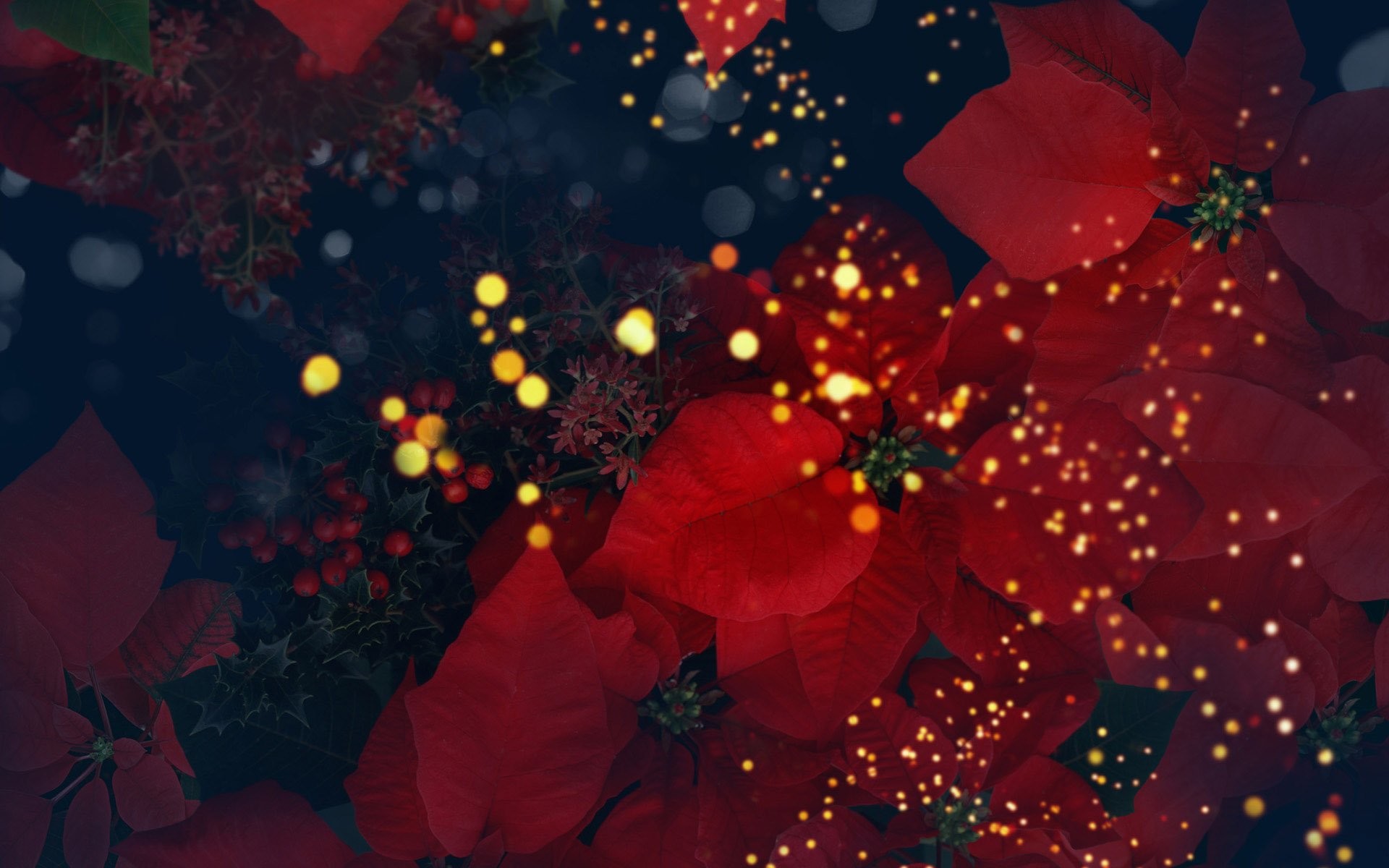 Stelle di Natale, Fiori rossi, Bokeh, Natale, 1920x1200, immagine di sfondo
