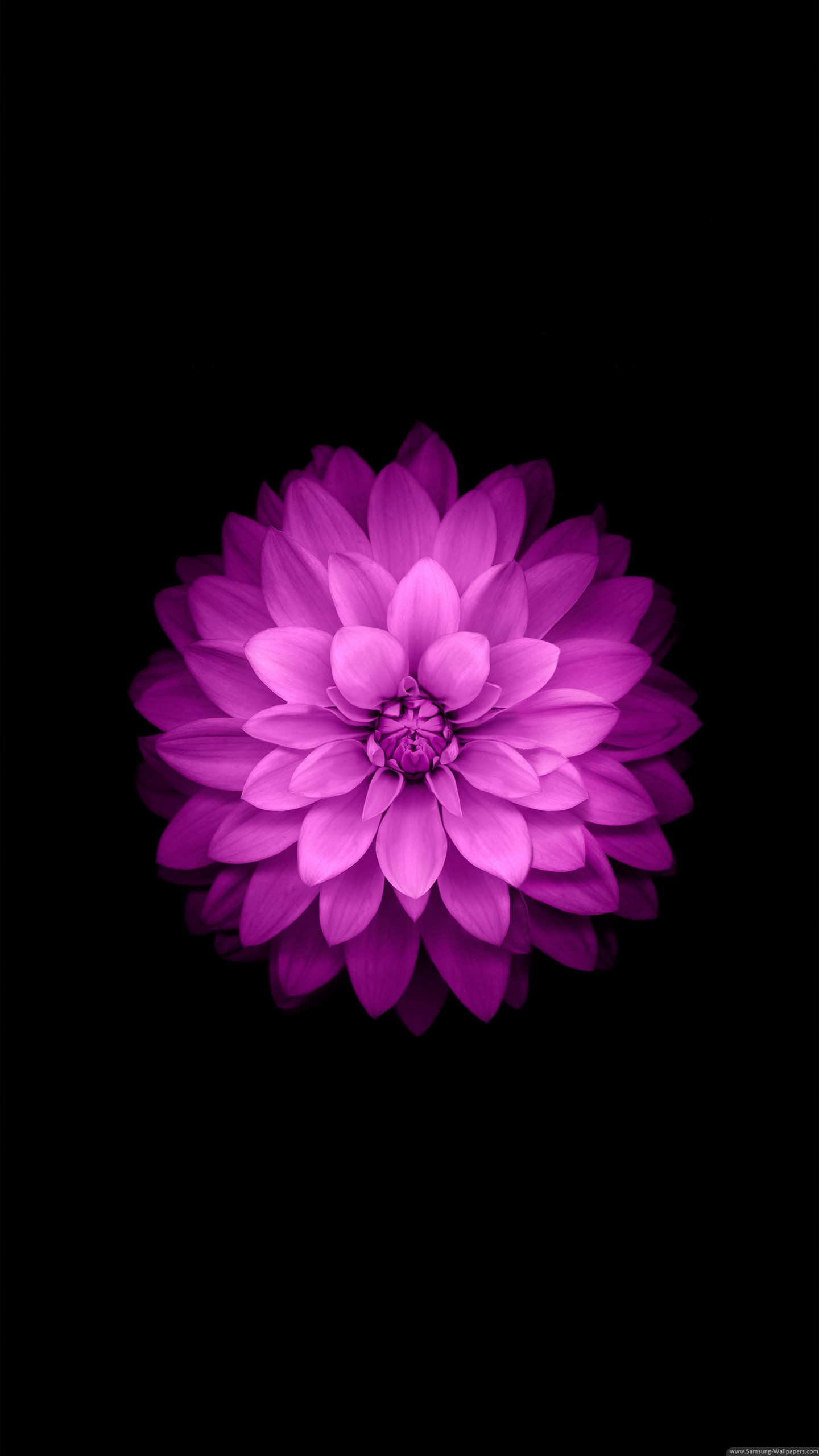 Fiore, Viola, Sfondo nero, iOS 8, schermata di blocco Samsung Galaxy S6