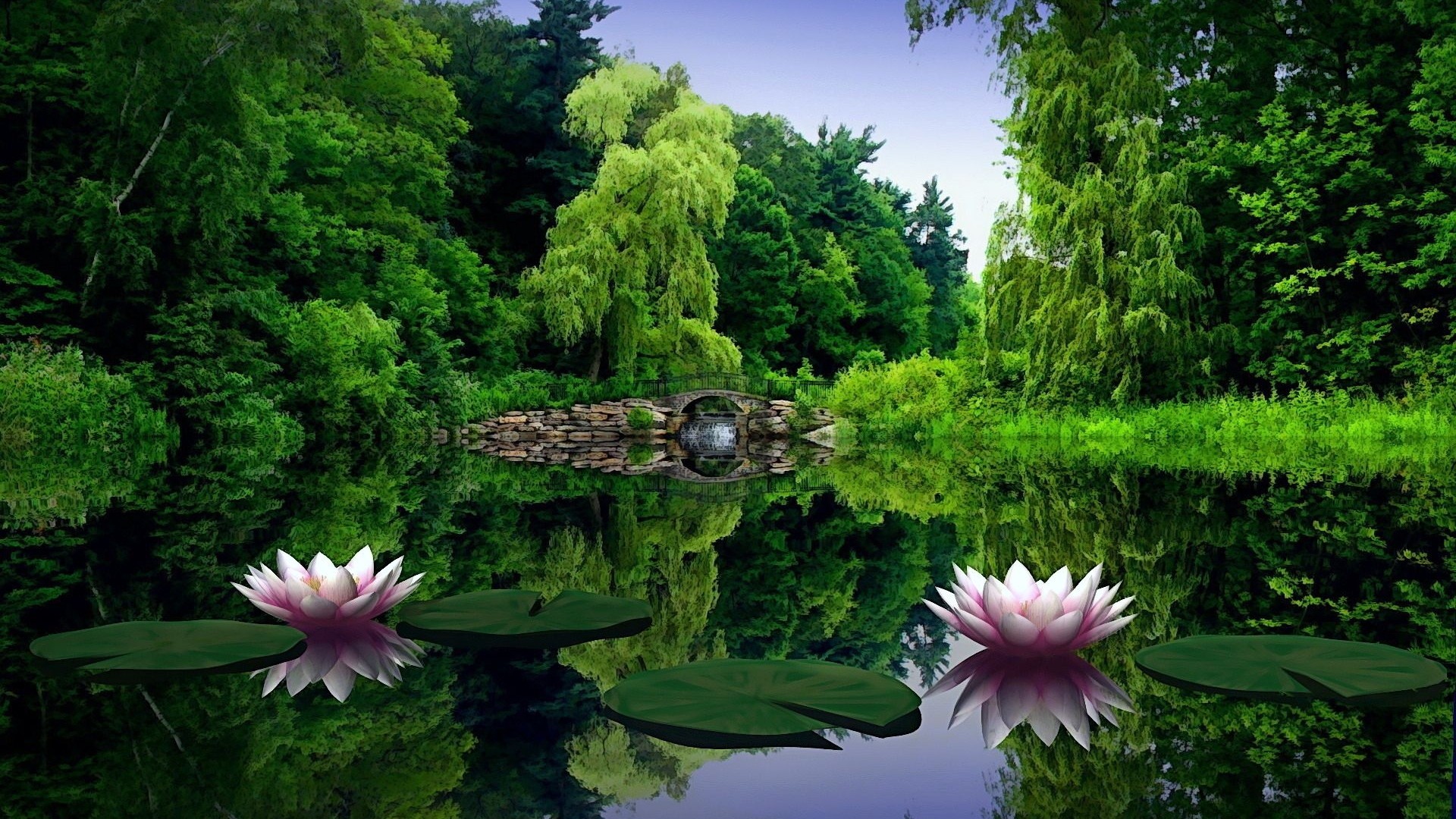 Laghetto, Ninfee, Salici piangenti, Parco, Verde, Full HD, sfondo per PC