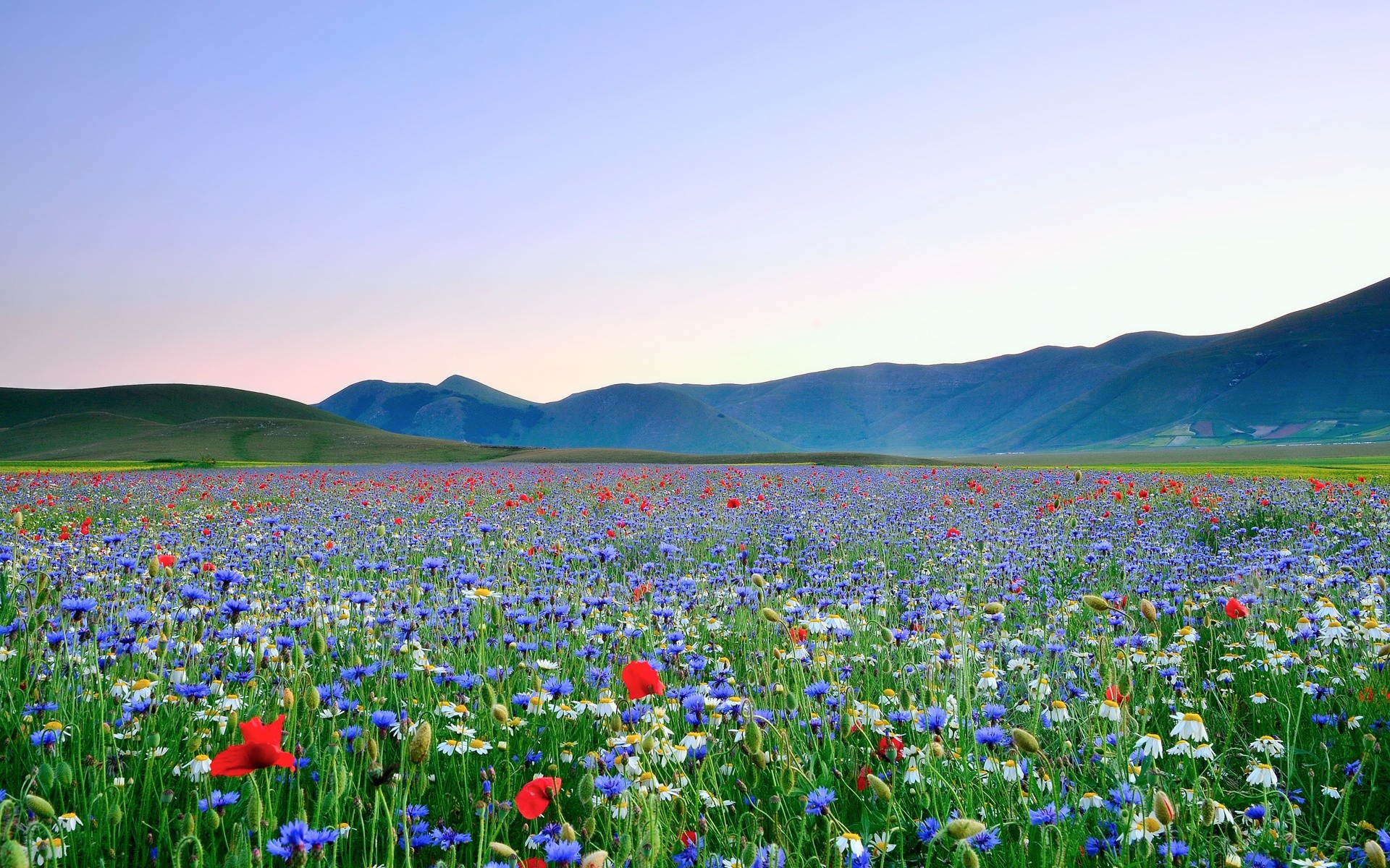 Campo di fiori, Montagne, Prato, Fiordalisi, Full HD, sfondo Windows 11