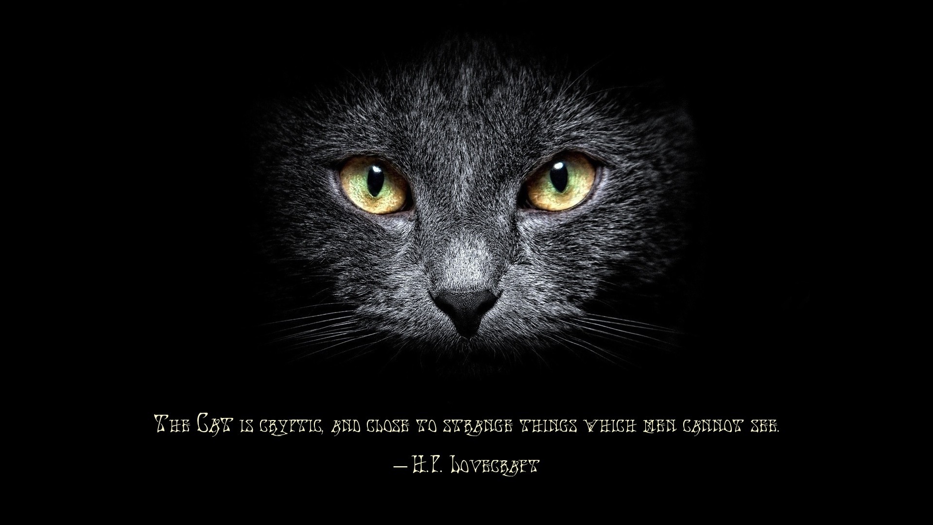 Gatto, Citazione, H. P. Lovecraft, Sfondo nero, 16:9 Full HD, wallpaper widescreen
