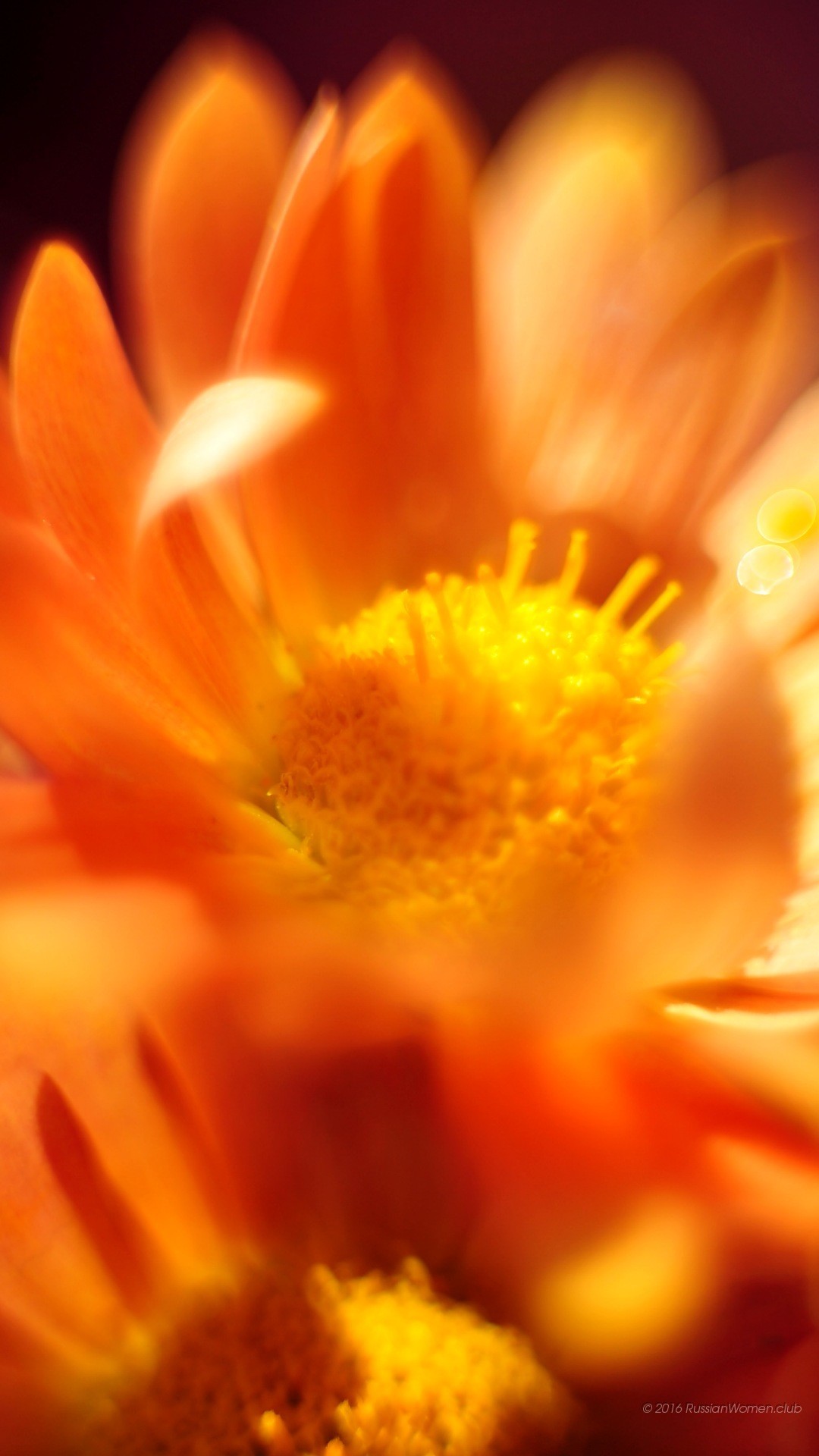 Fiore arancione, Gerbera, Macro, Petali, sfondo Android