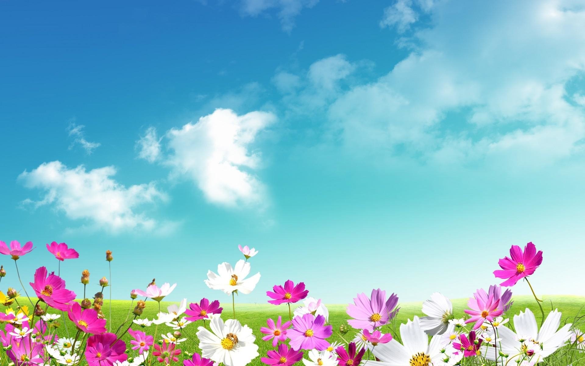 Cosmea, Cielo azzurro, Nuvole, Fiori rosa, Full HD, sfondo per il tuo desktop