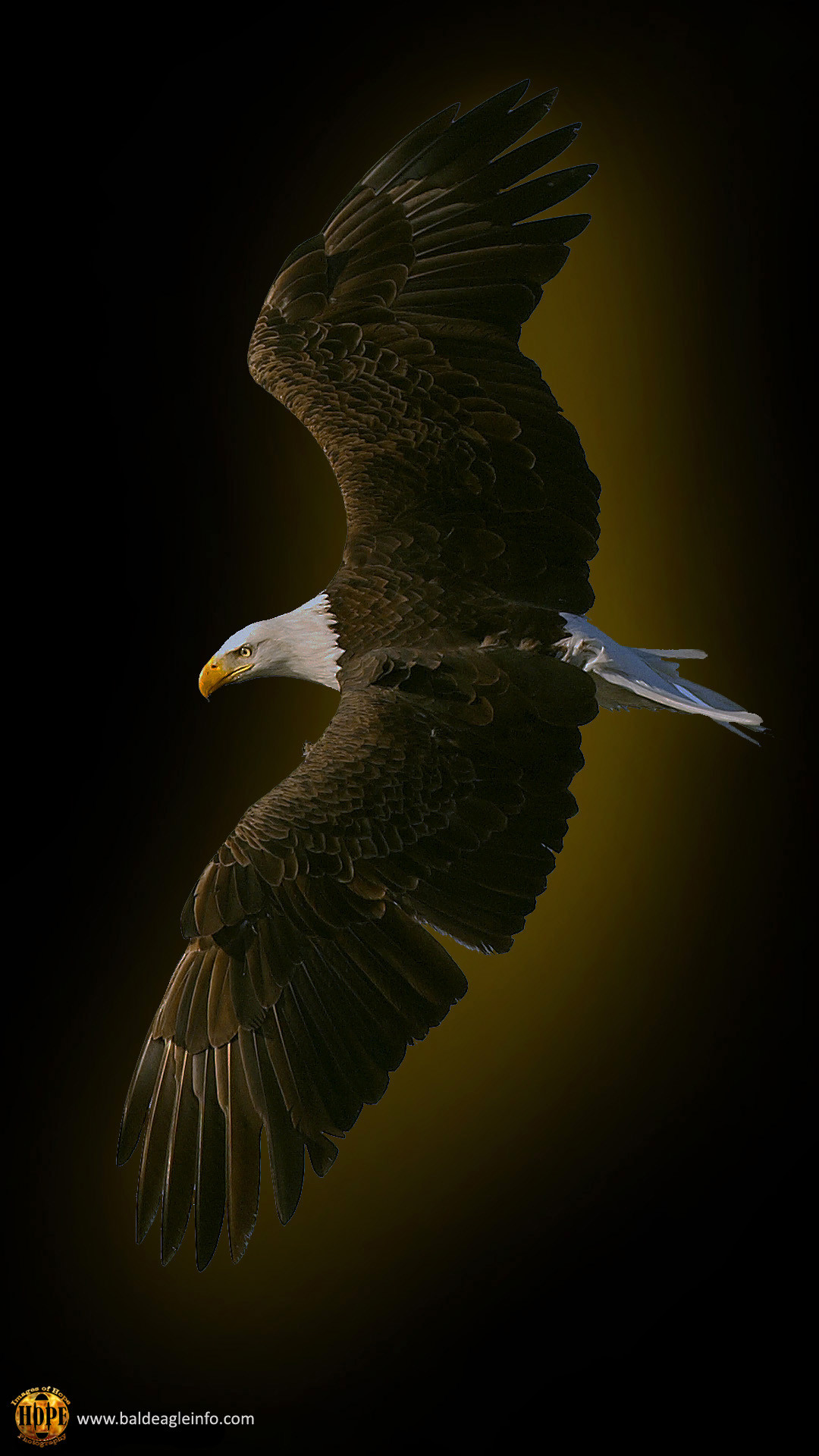 Aquila calva, In volo, Sfondo nero, 1080x1920, schermata di blocco iPhone