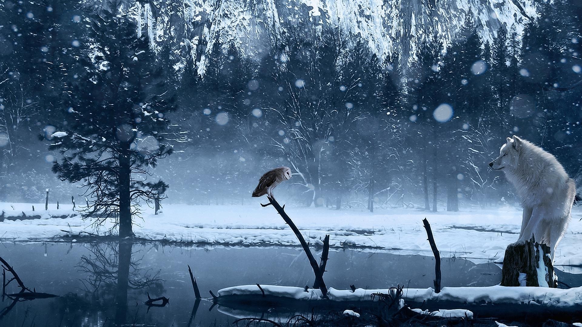 Gufo, Lupo, Inverno, Neve, Lago, 1920x1080, immagine di sfondo