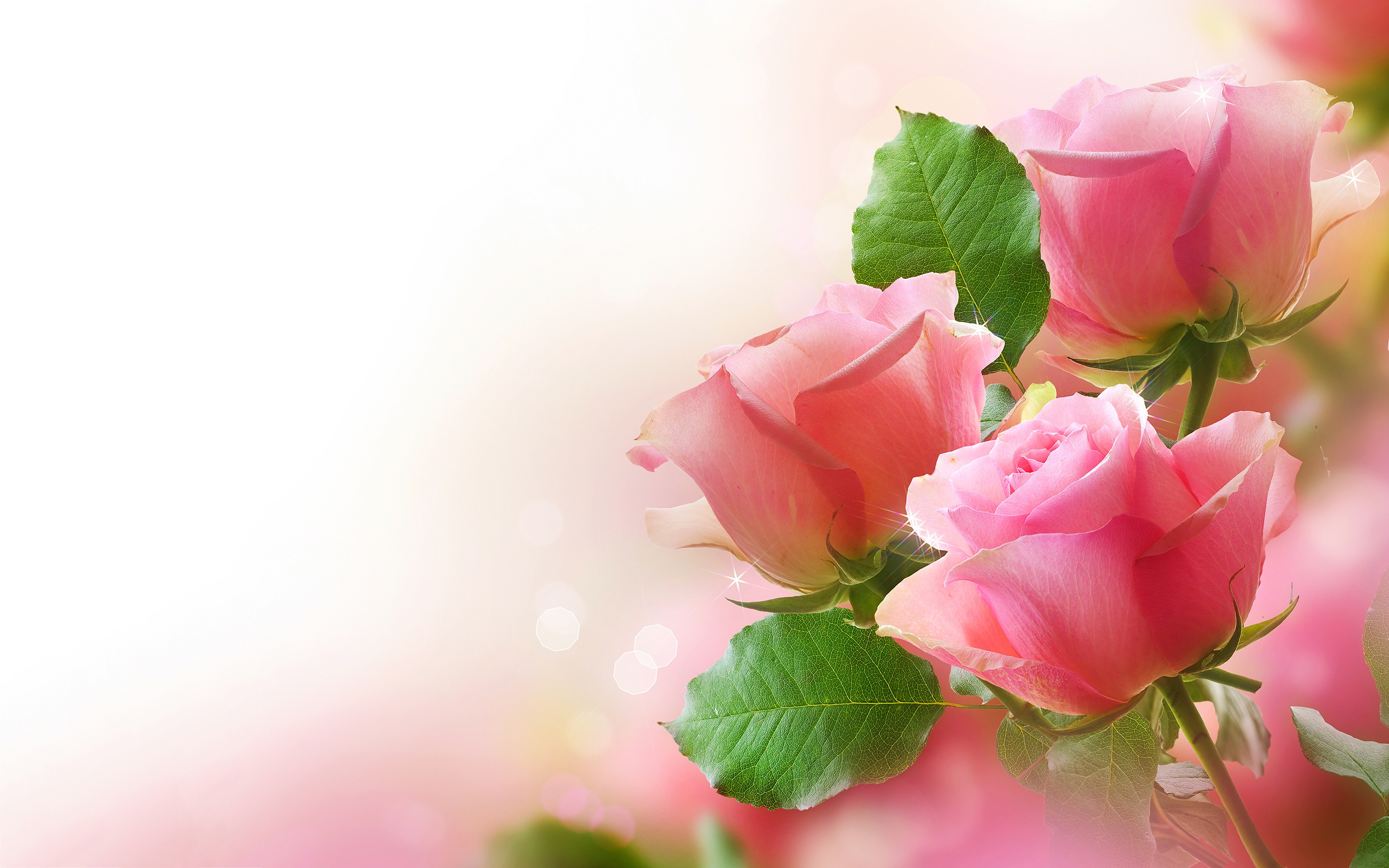 Rose rosa, Sfondo bianco, Foglie verdi, 2880x1800, wallpaper desktop