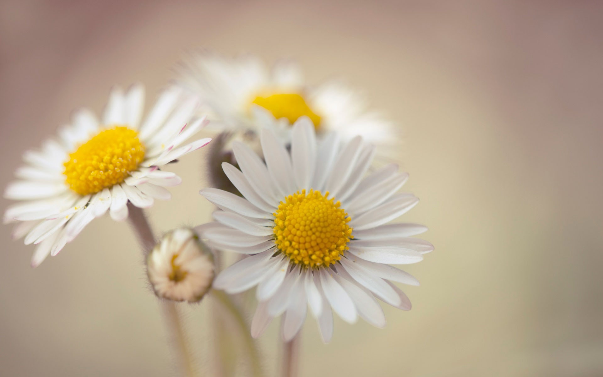 Margherite, Macro, Fiori bianchi, Full HD, sfondo per portatile