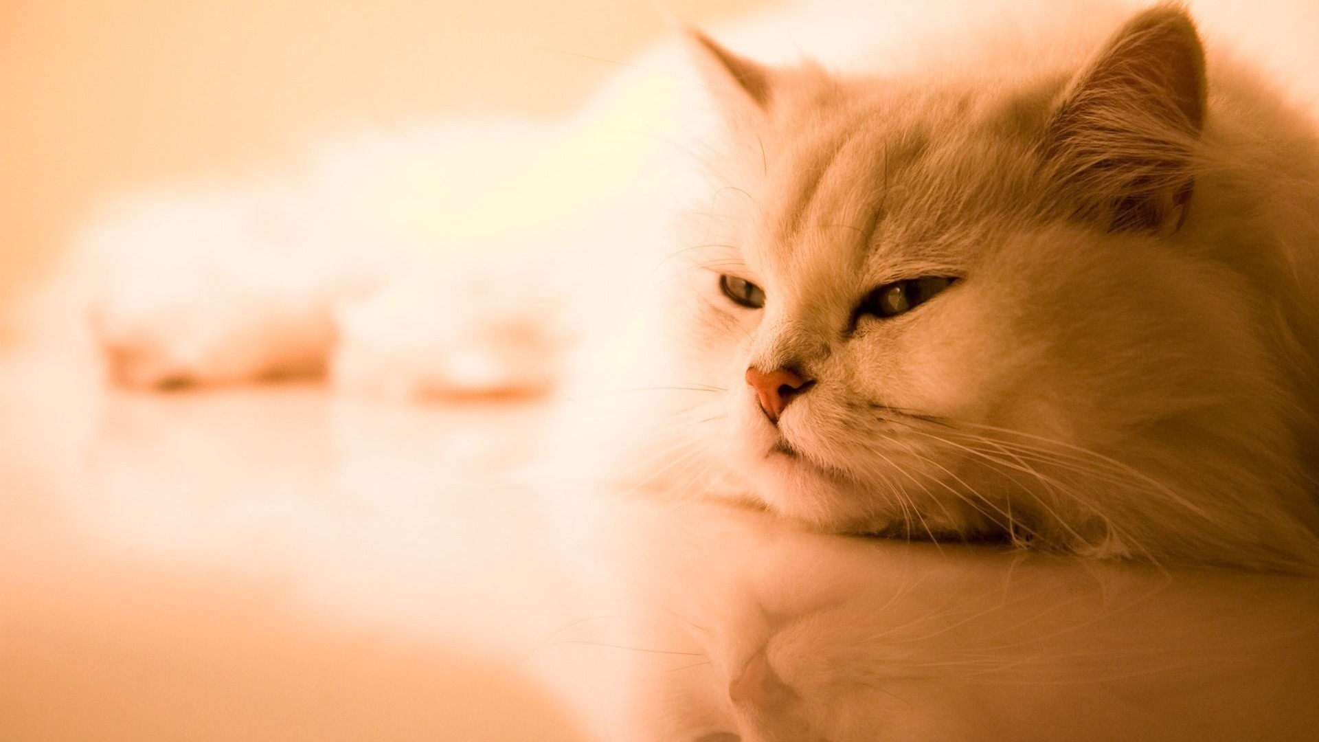 Gatto persiano, Pelo rosso, Toni caldi, Relax, 16:9 Full HD, sfondo widescreen