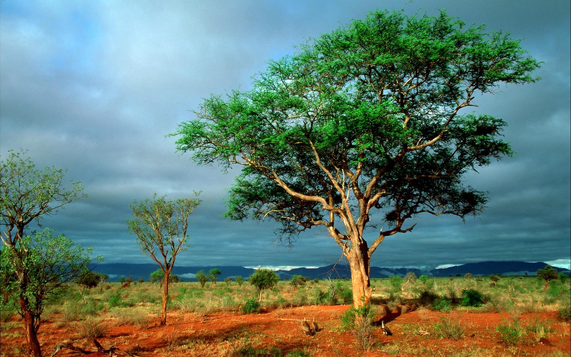 Acacia, Savana, Terra rossa, Nuvole, 1920x1200, sfondo MacBook Pro