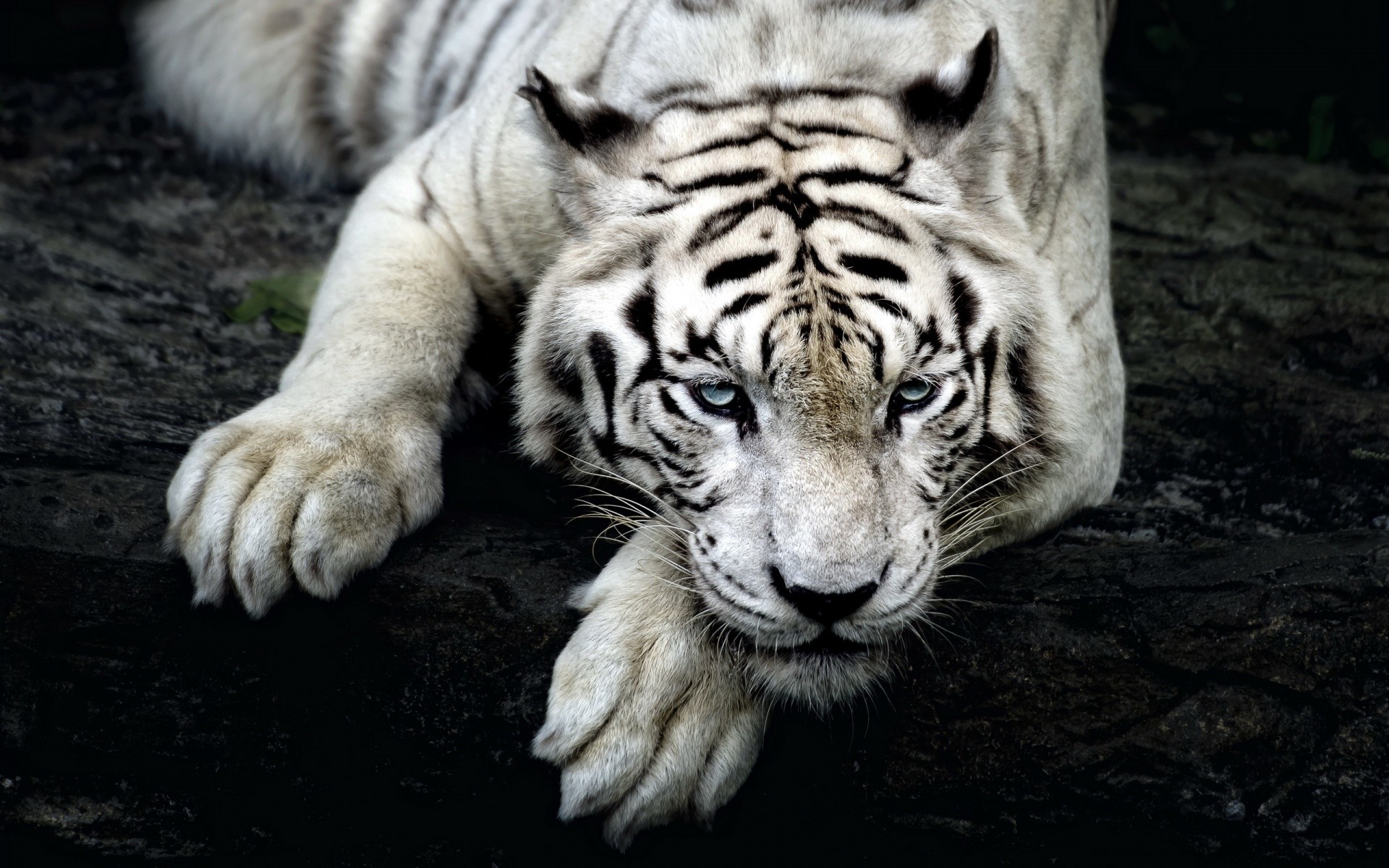Tigre bianca, Occhi azzurri, Zampe, Sfondo scuro, Full HD, wallpaper per PC