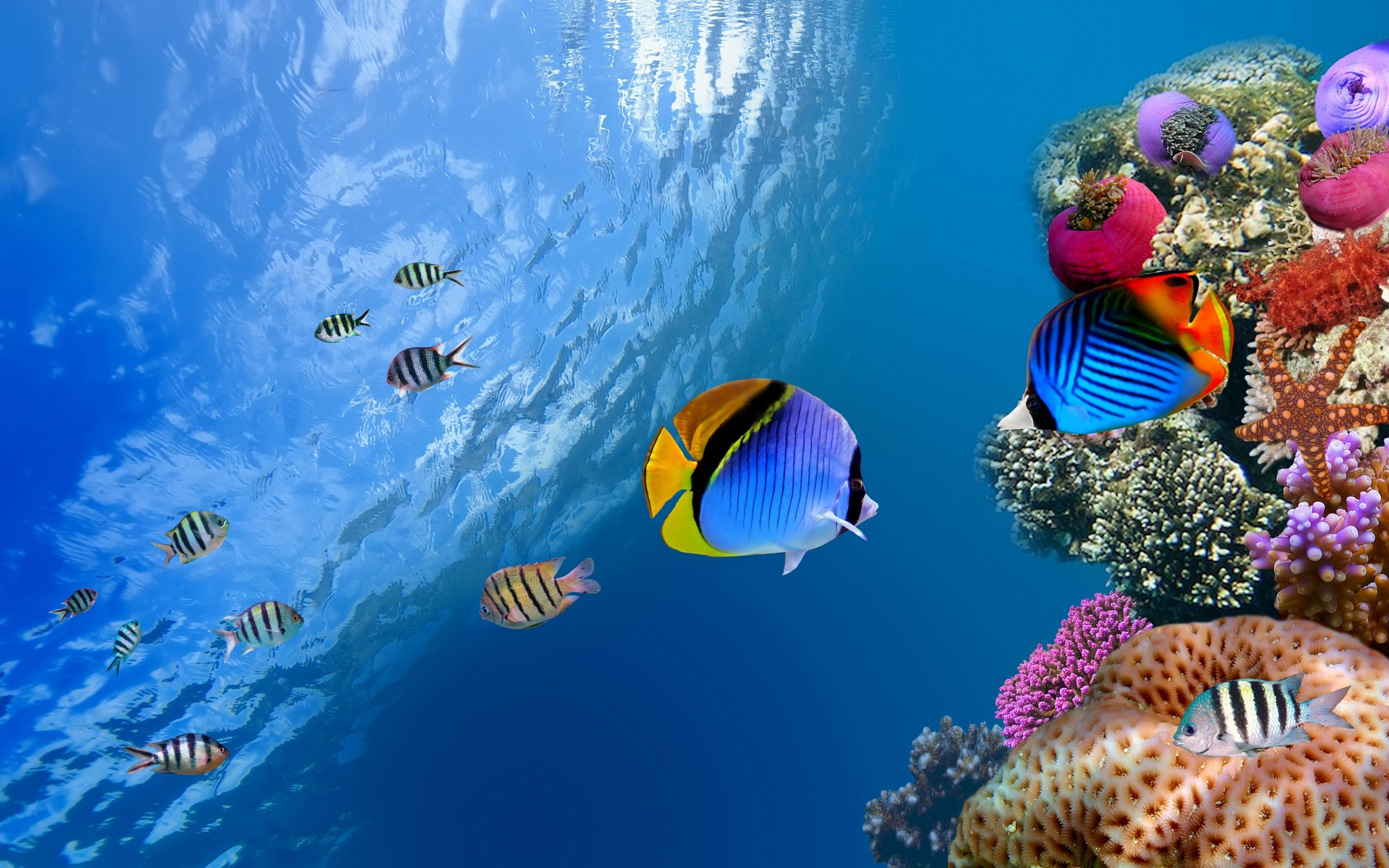 Pesci tropicali, Pesce farfalla, Barriera corallina, Blu, 2K, sfondo desktop