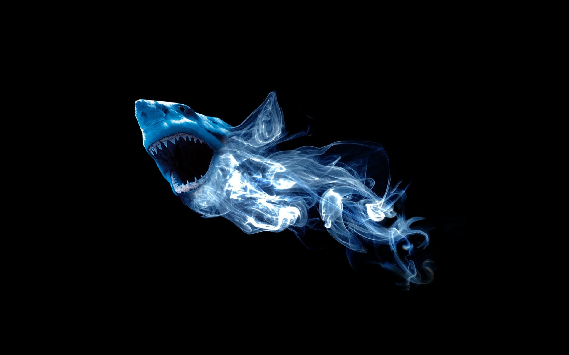 Squalo, Raggi X, Sfondo nero, Arte digitale, 16:10 Full HD, wallpaper widescreen