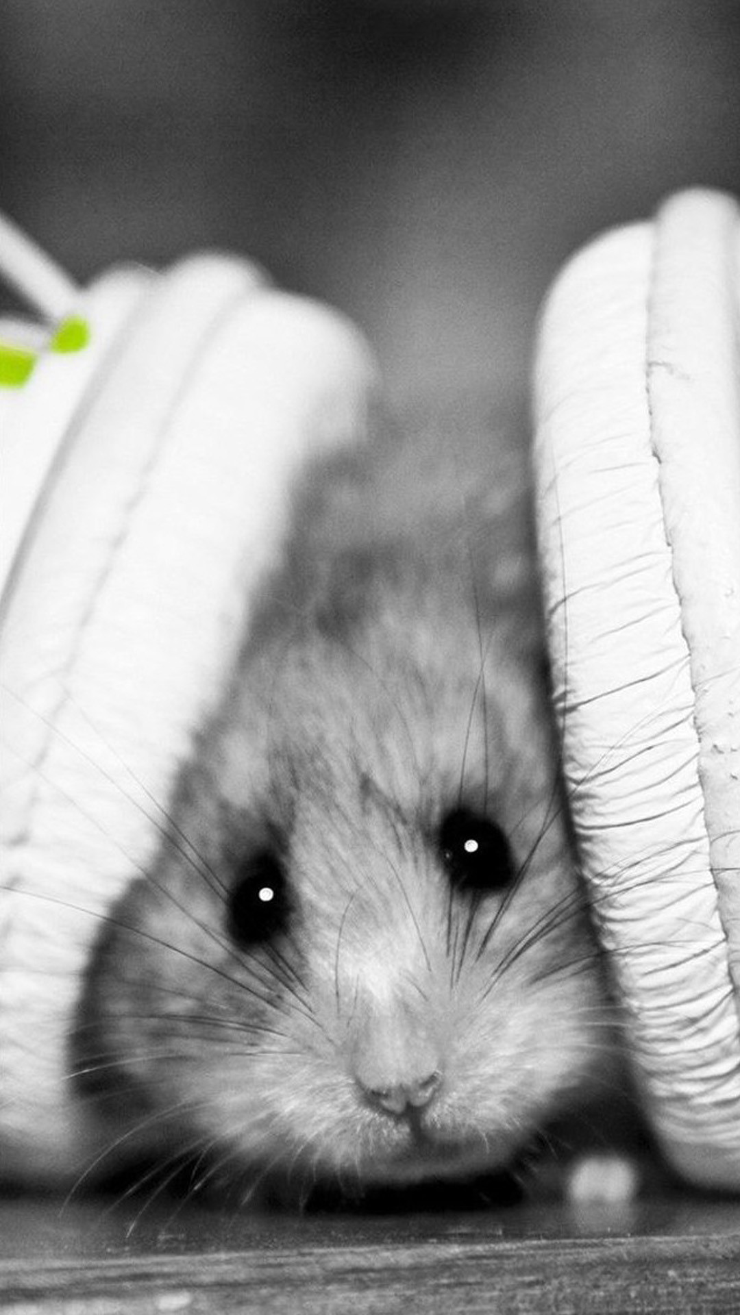 Criceto, Cuffie, Bianco e nero, wallpaper per iPhone e Android