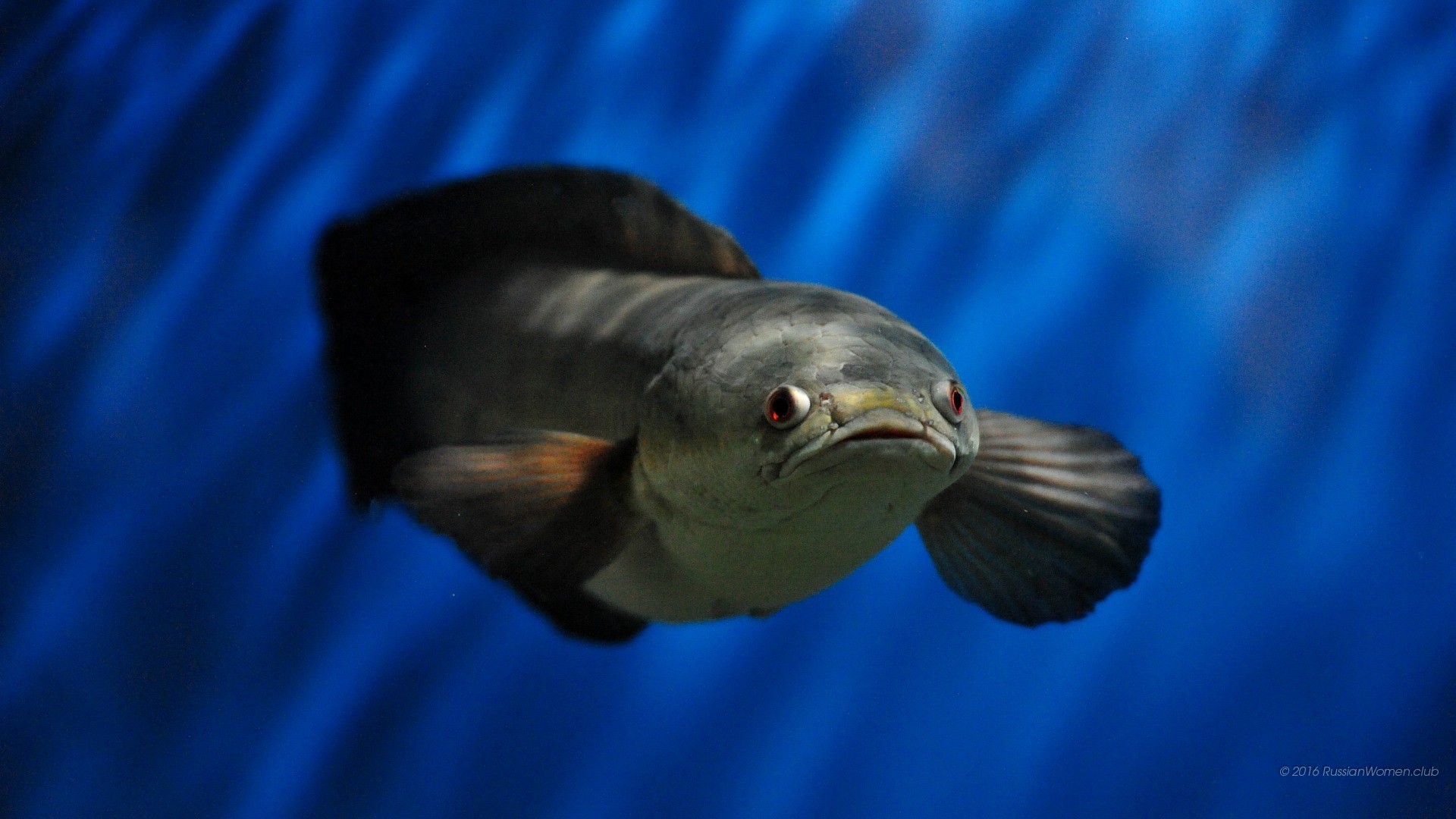 Pesce, Sott'acqua, Blu, 1920x1080, sfondo per PC
