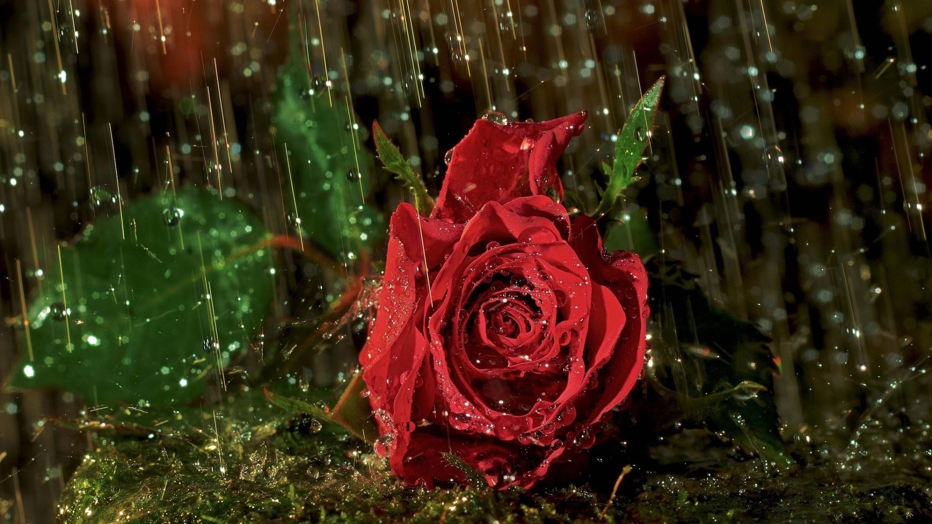 Rosa rossa, Pioggia, Gocce d'acqua, Muschio, 1920x1080, immagine di sfondo